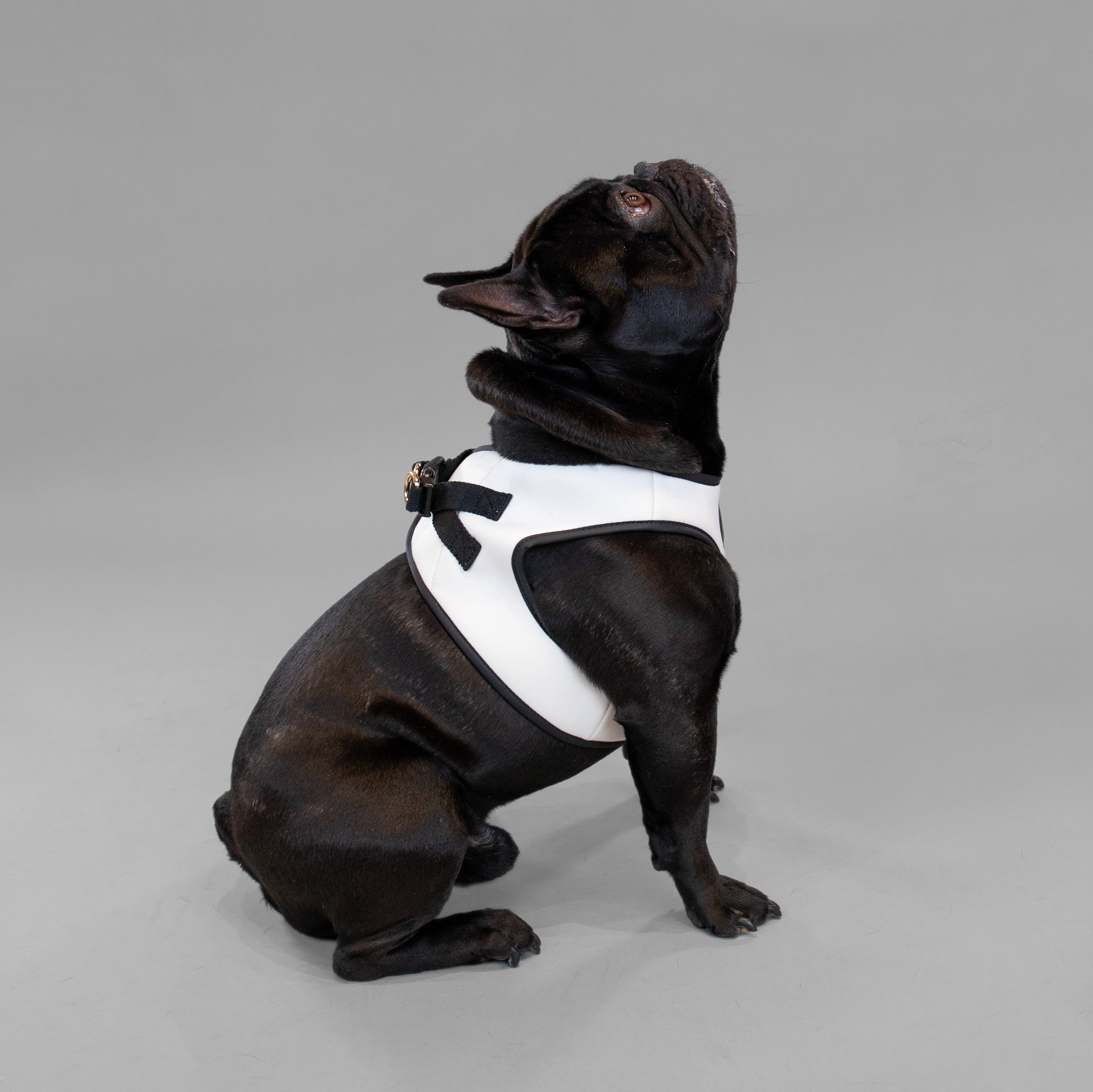 Doggie Republic Classic Harness