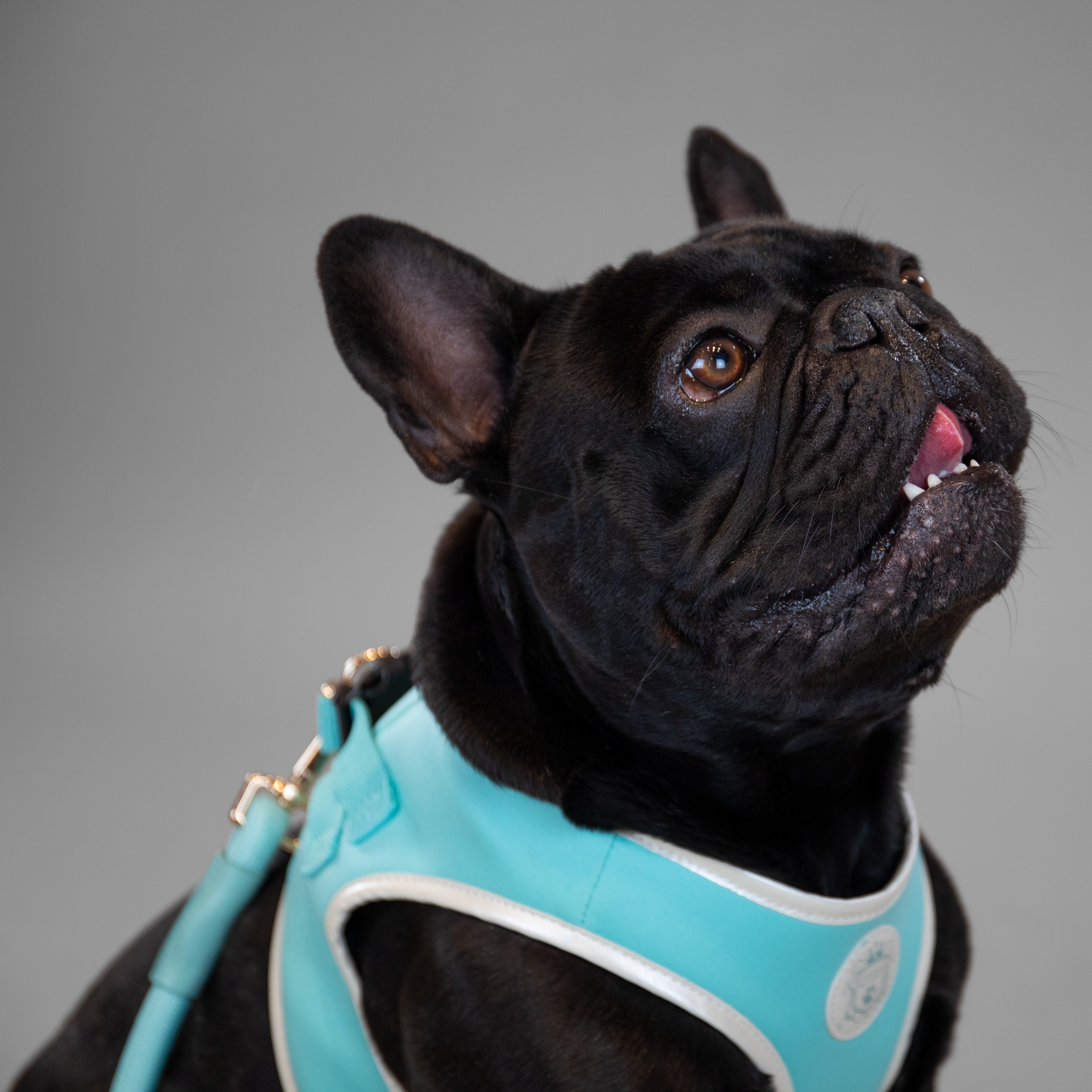 Doggie Republic Classic Harness