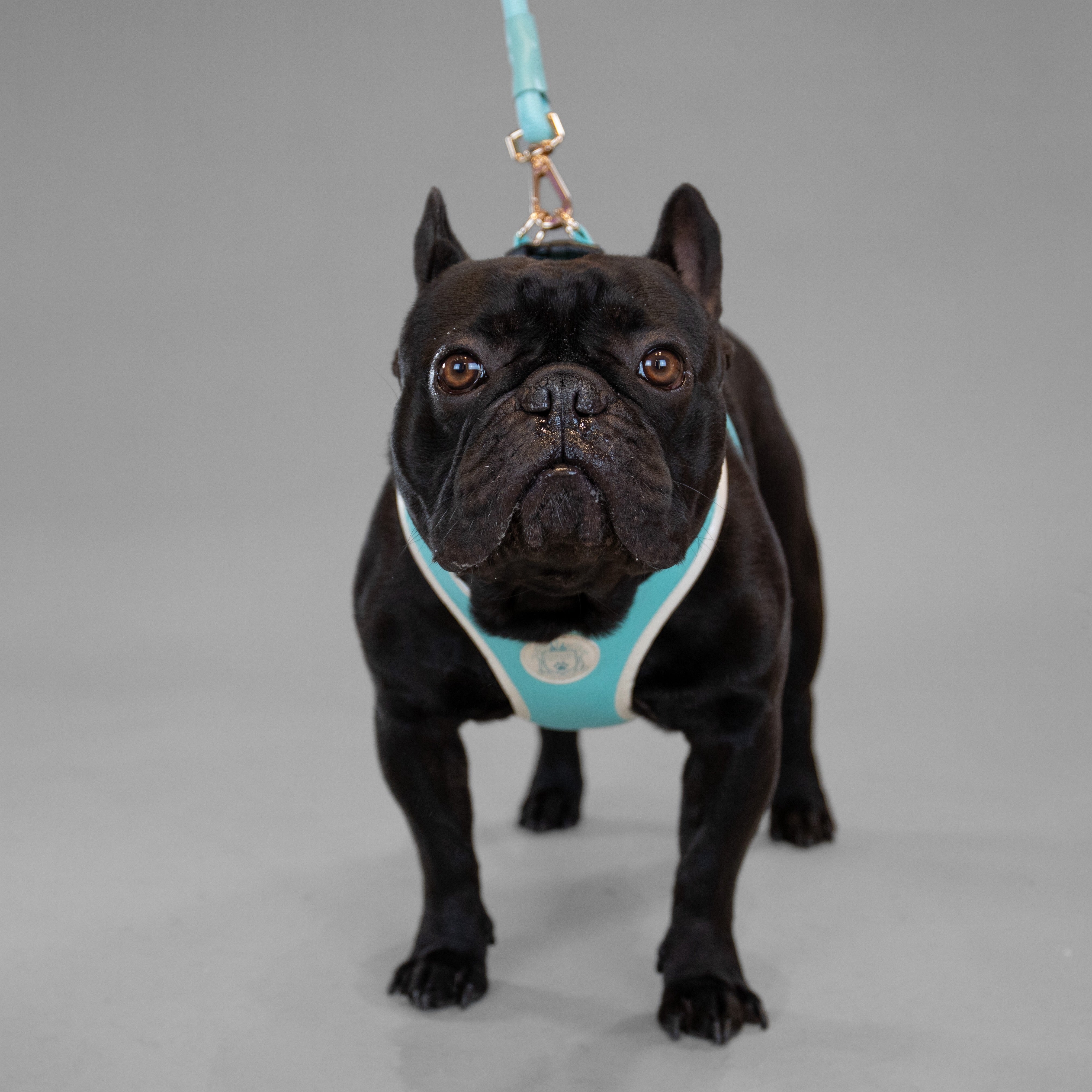 Doggie Republic Classic Harness