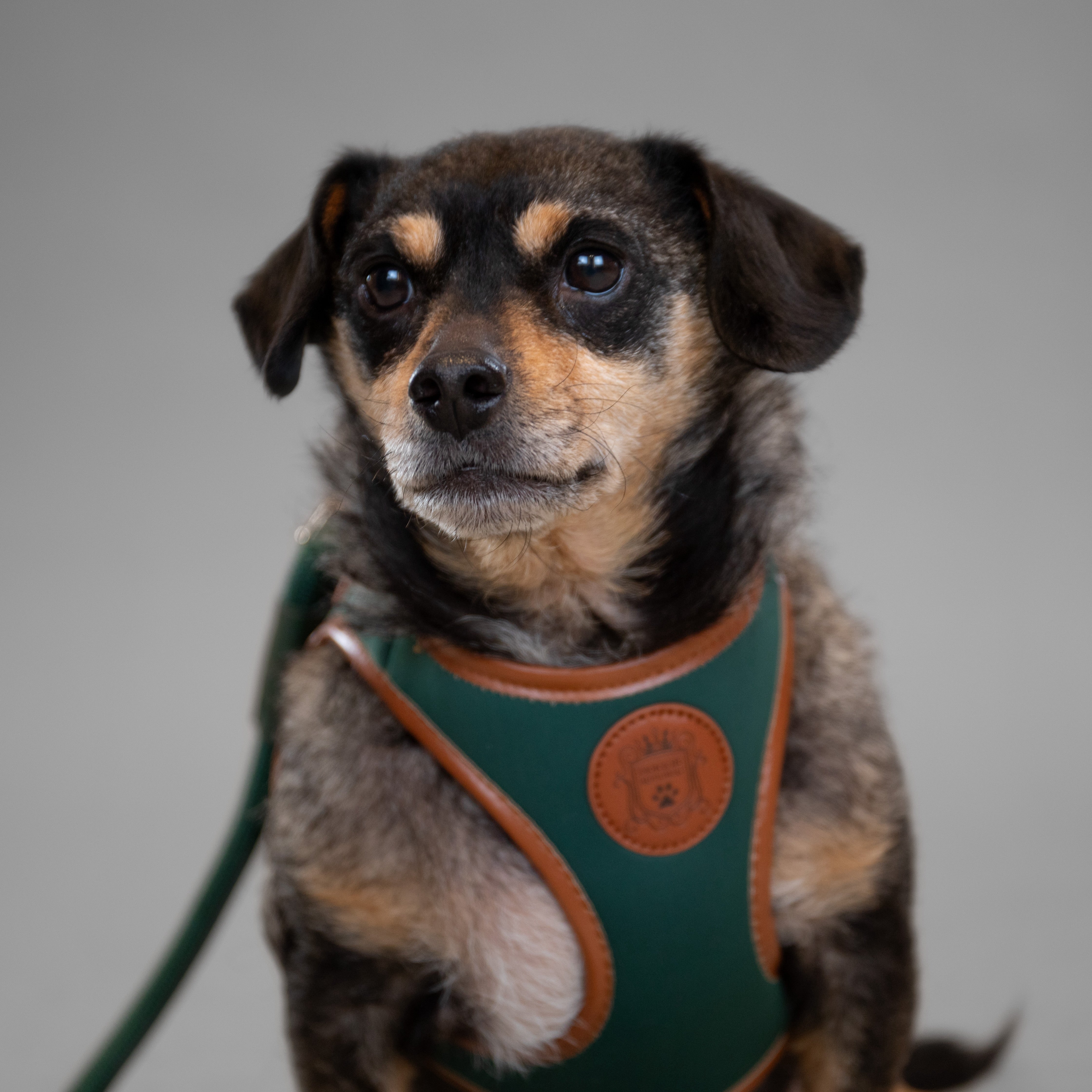 Doggie Republic Classic Harness