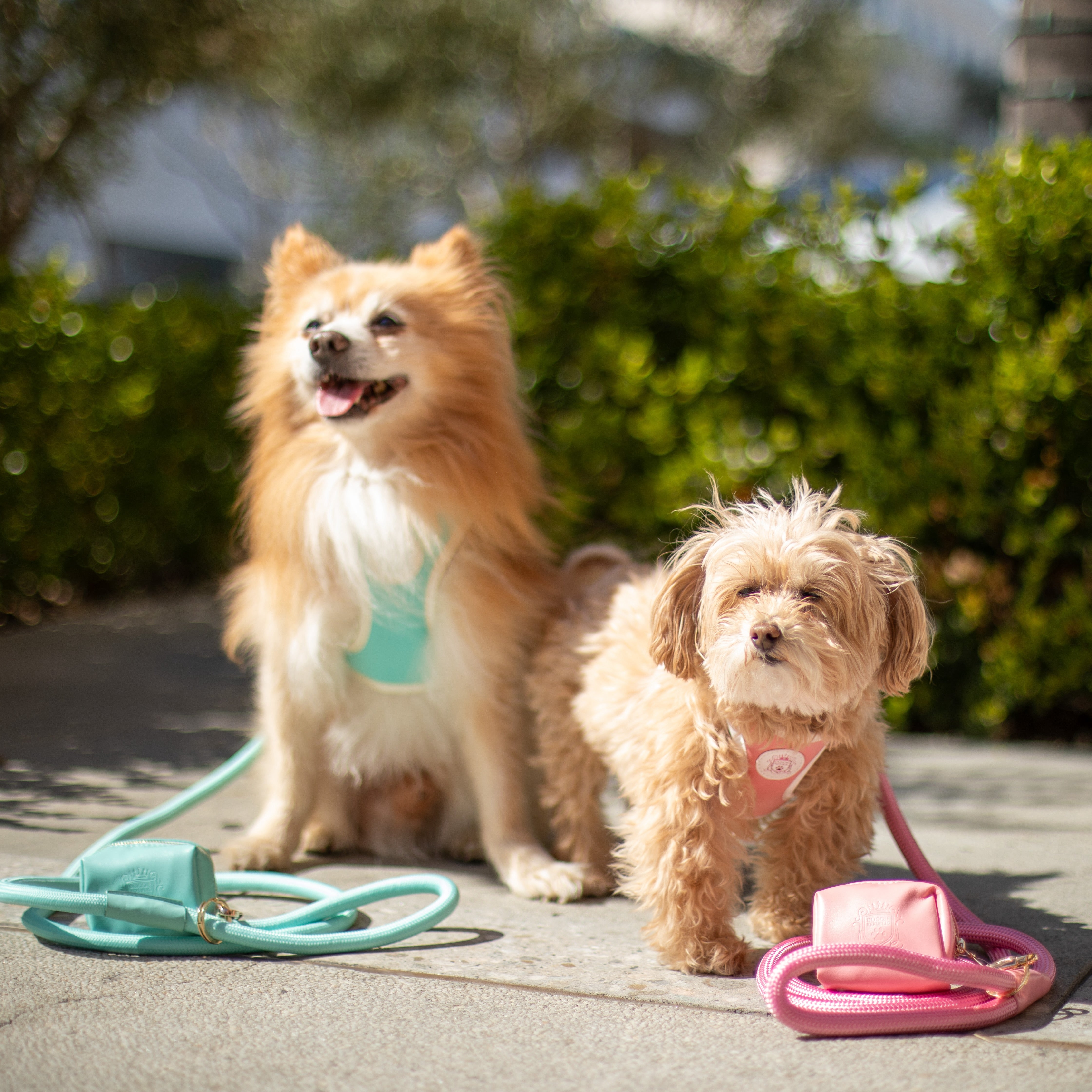 Doggie Republic Classic Harness