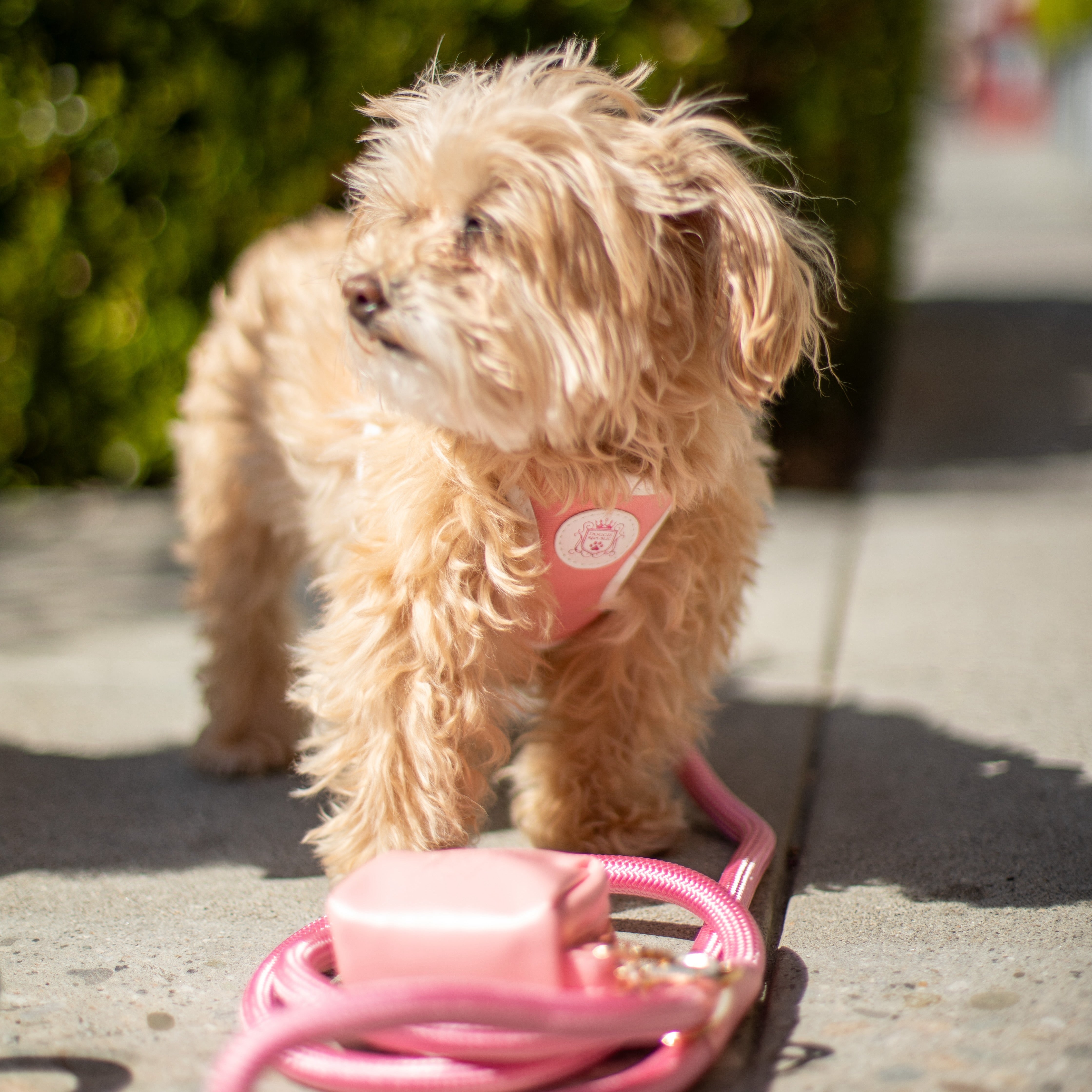 Doggie Republic Classic Harness