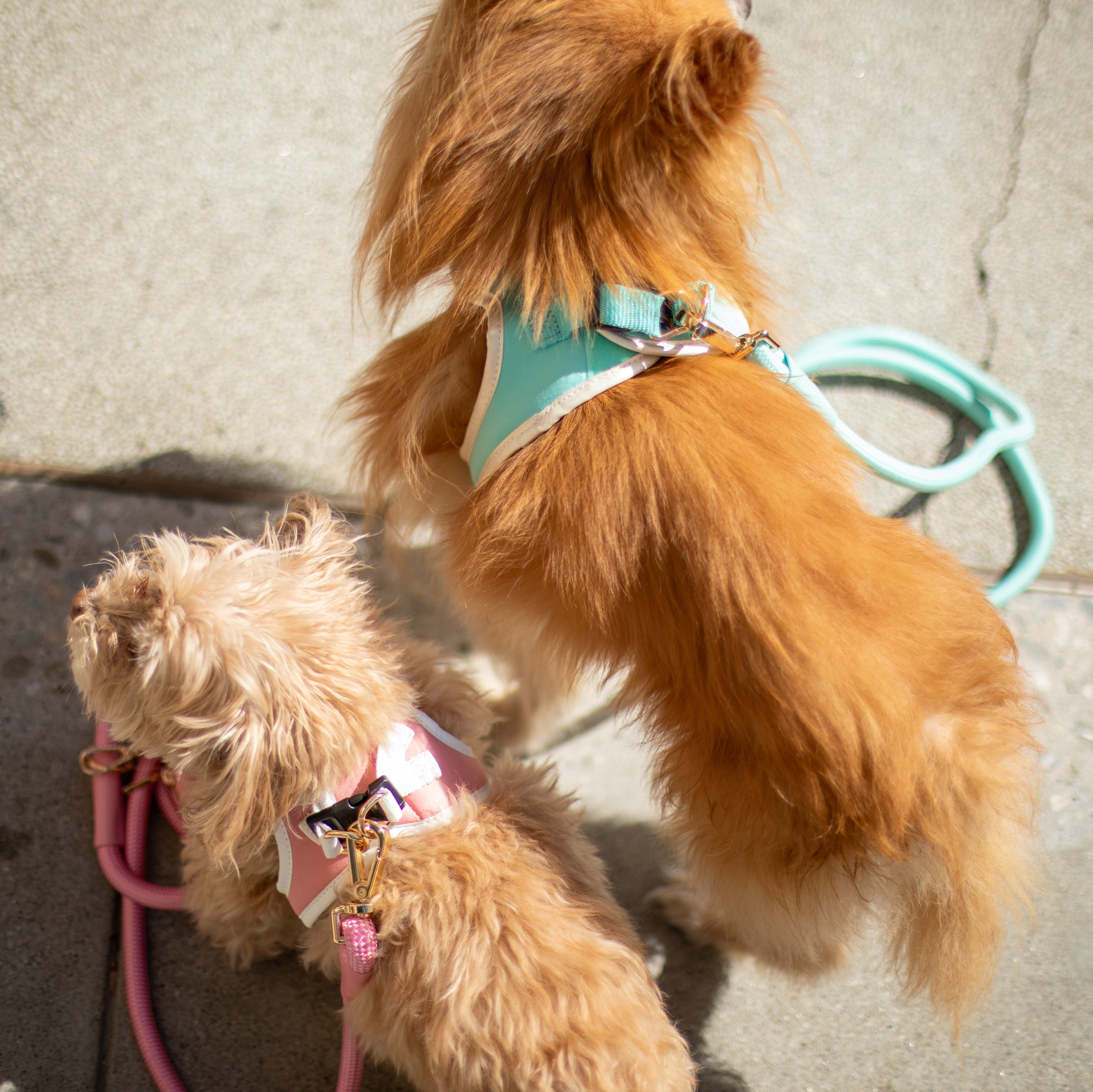 Doggie Republic Classic Harness