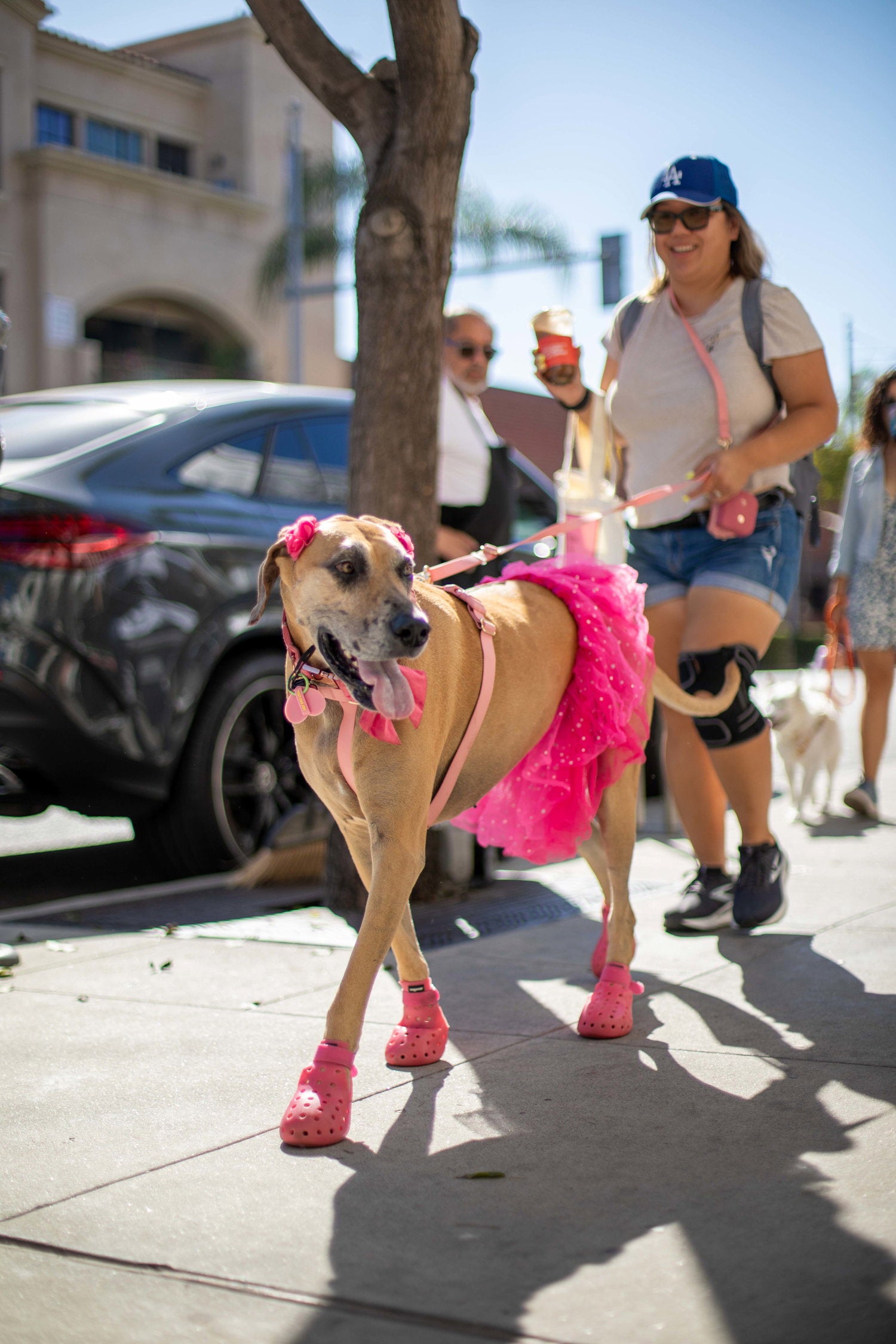 A tan dog wearing a bright pink tutu dress, pink harness, and matching pink booties walks on a city sidewalk, with a woman in casual clothing walking beside it.