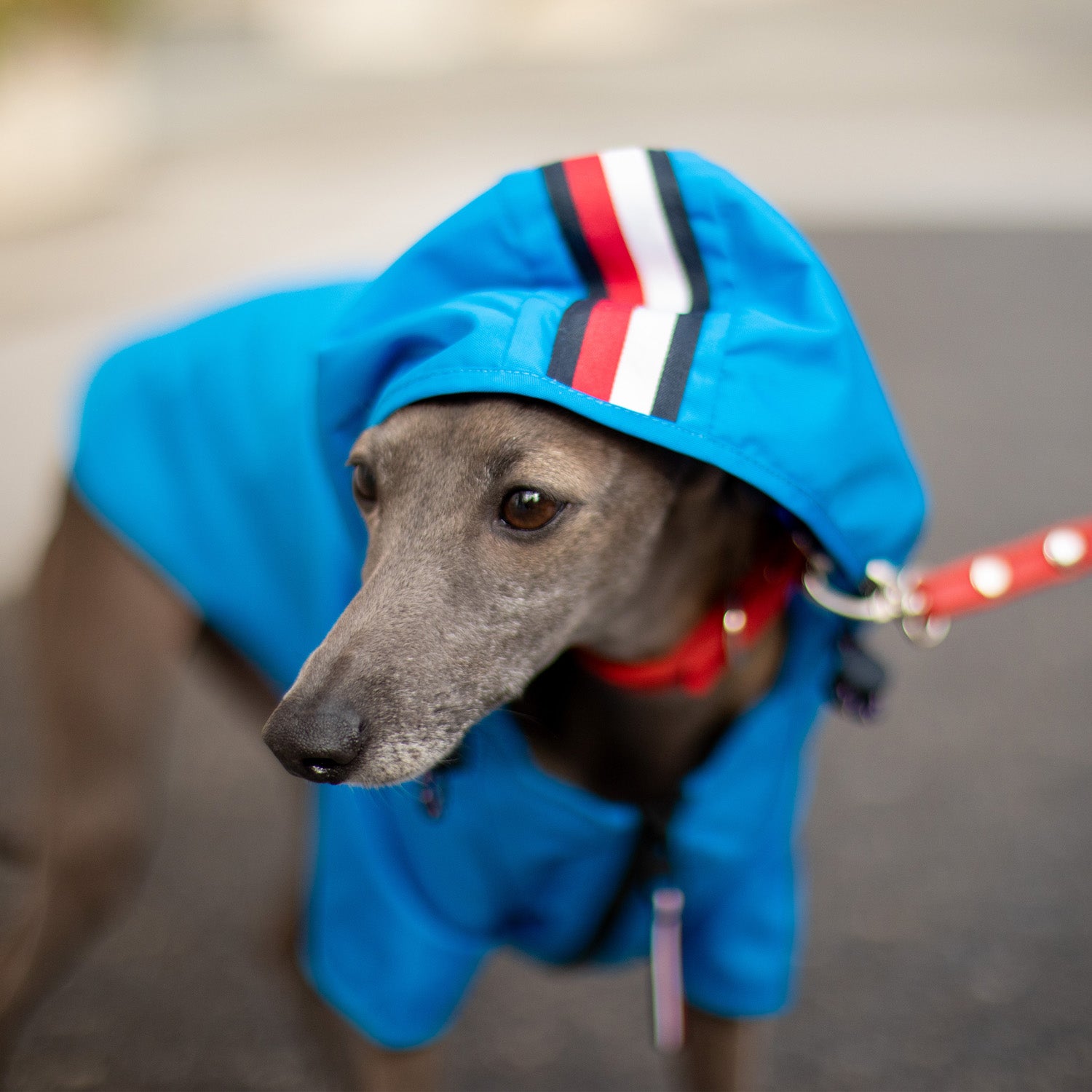 Tommy Hilfiger Raincoat