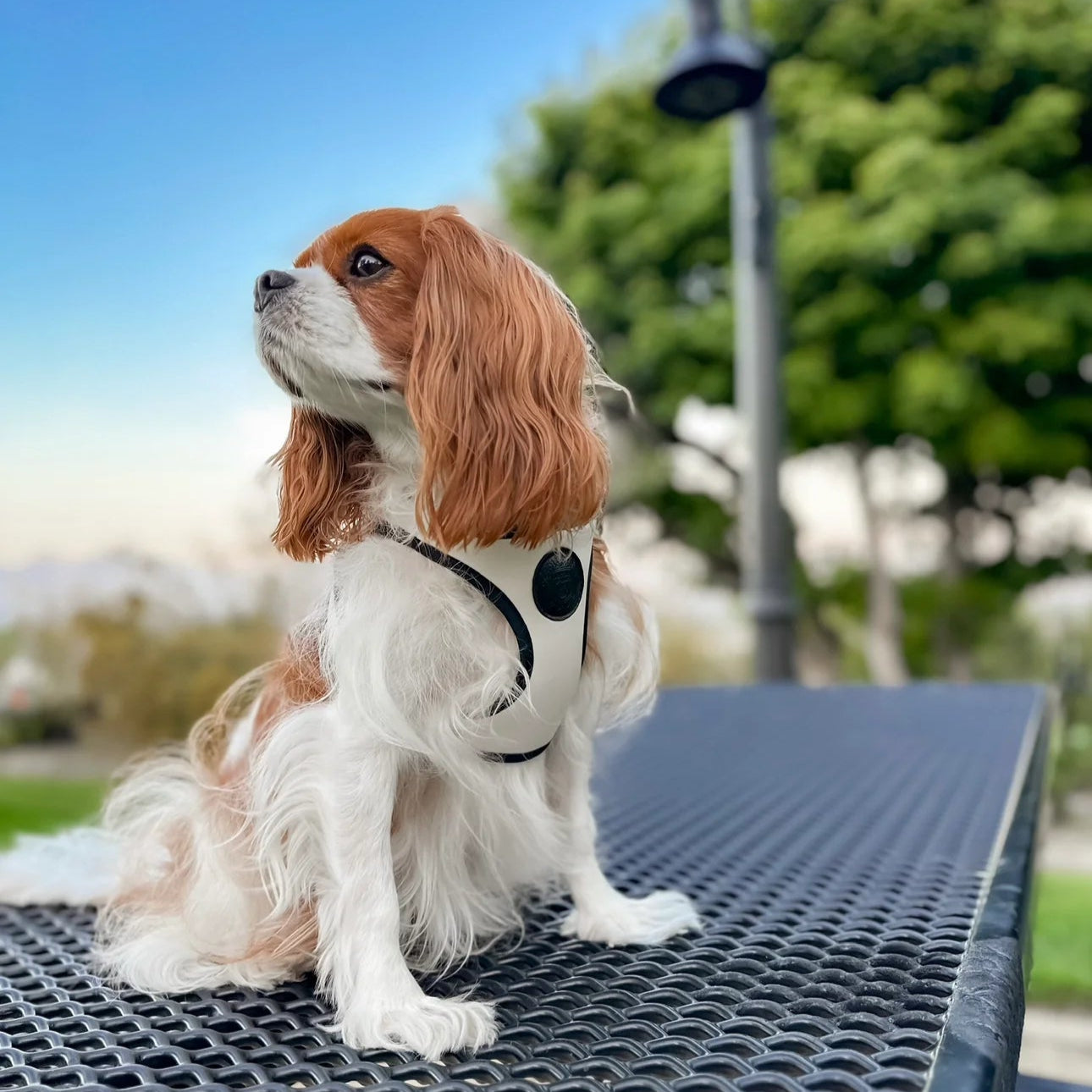 Doggie Republic Classic Harness