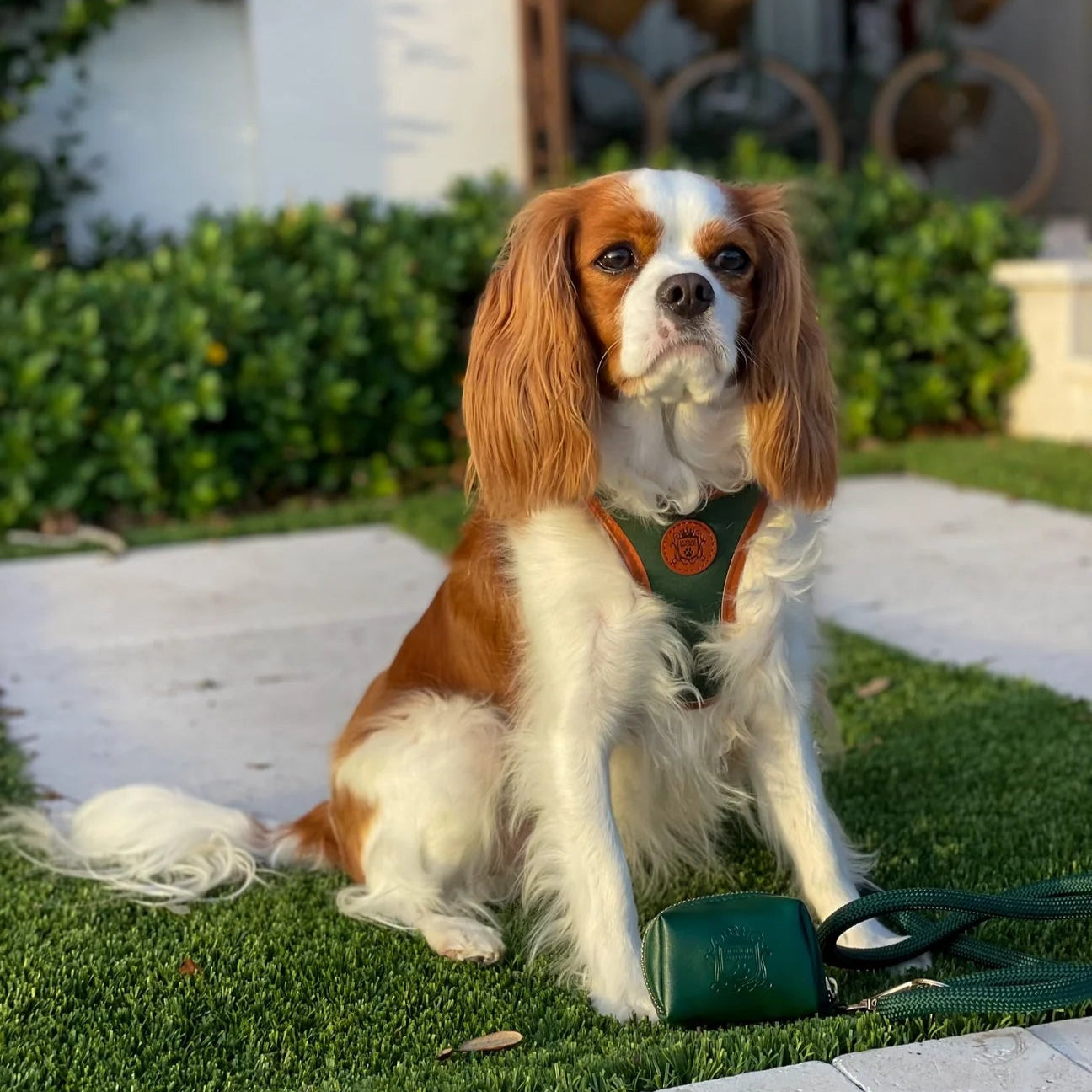 Doggie Republic Classic Harness