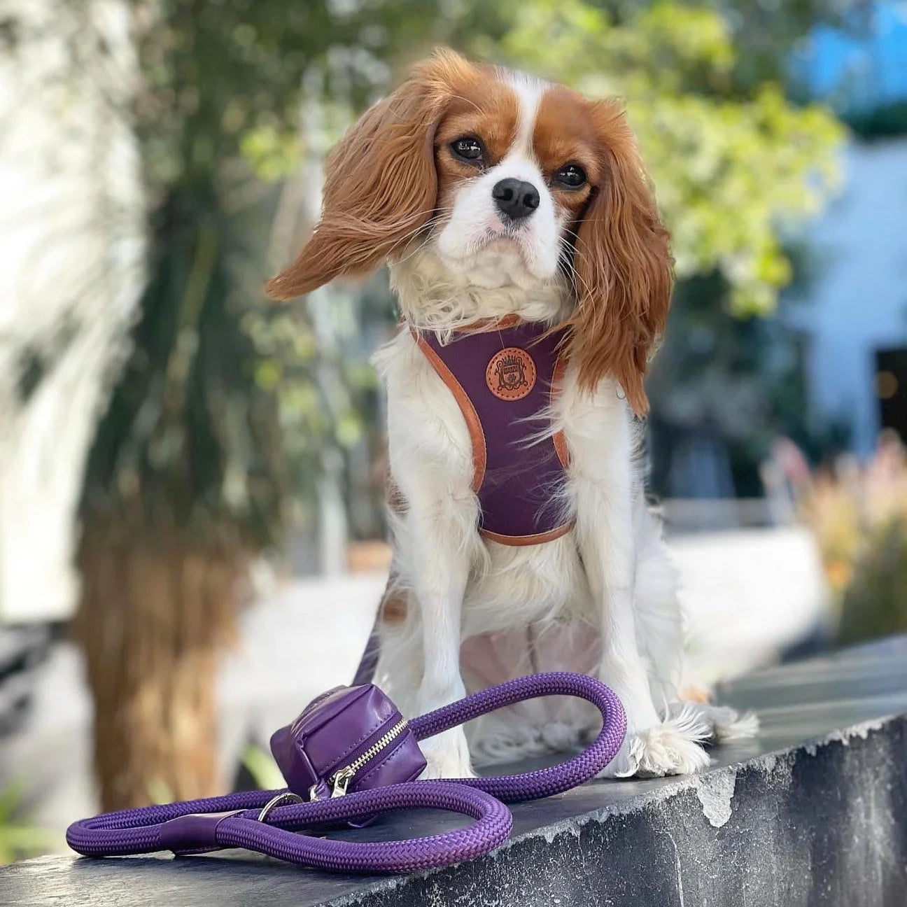 Doggie Republic Classic Harness