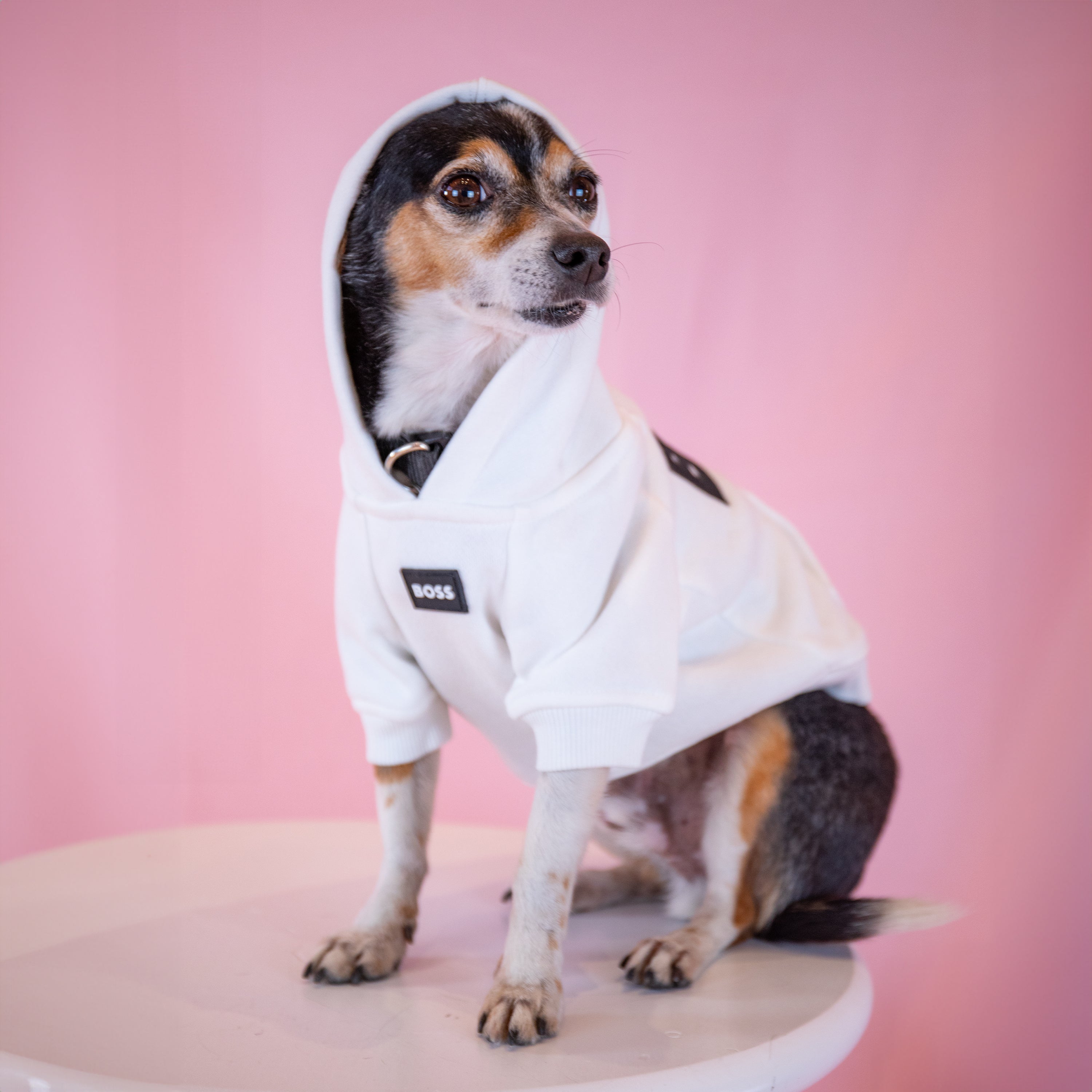 White hoodie for pets