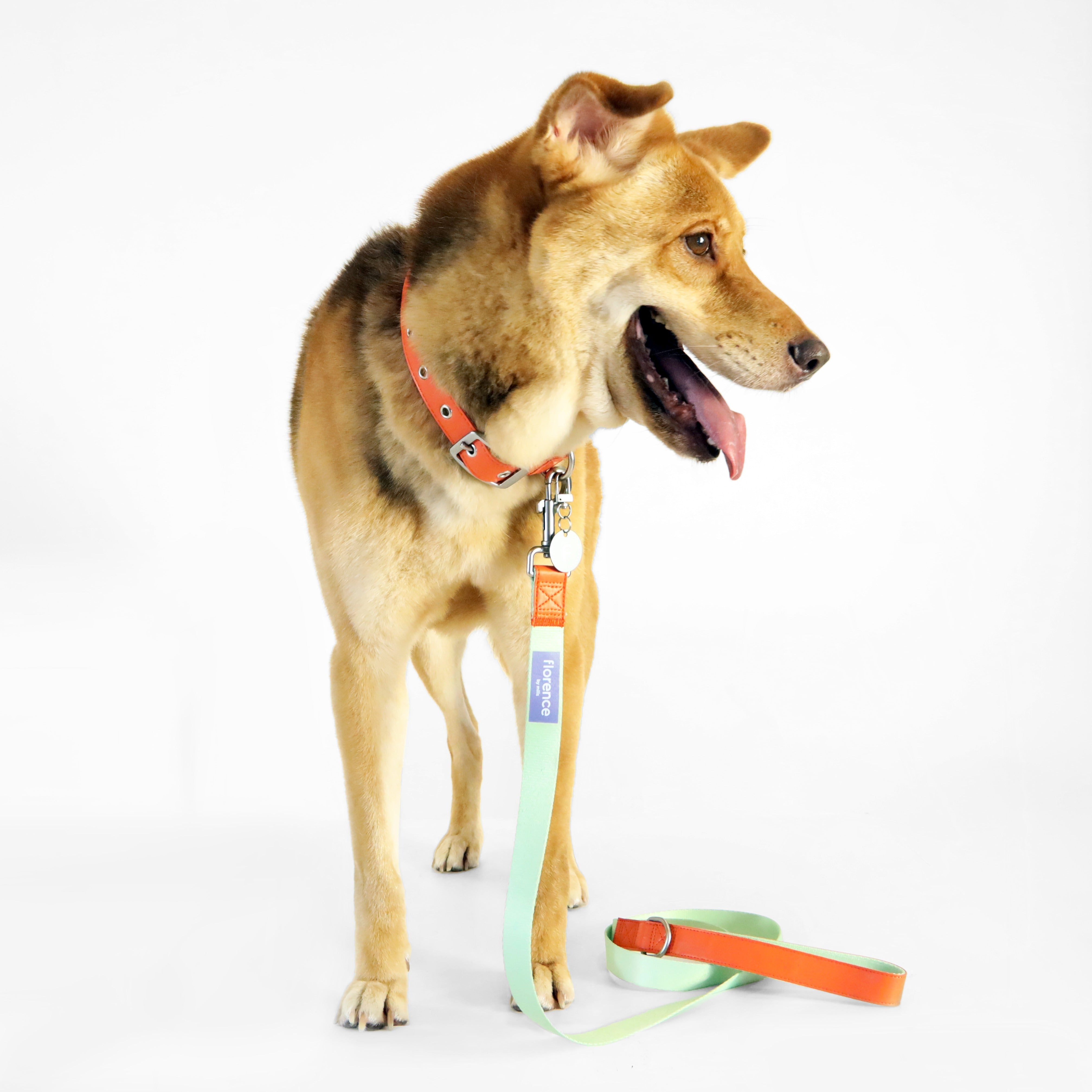 Florence Leash
