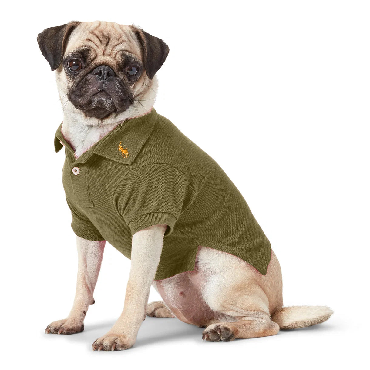Pug wearing a green polo shirt on a white background