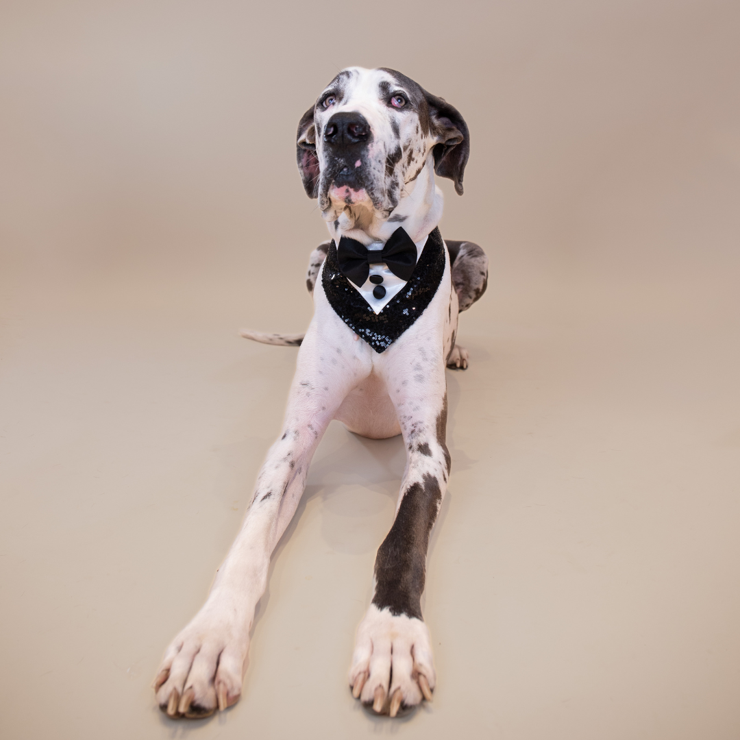 D'EGOT Tux Bandana