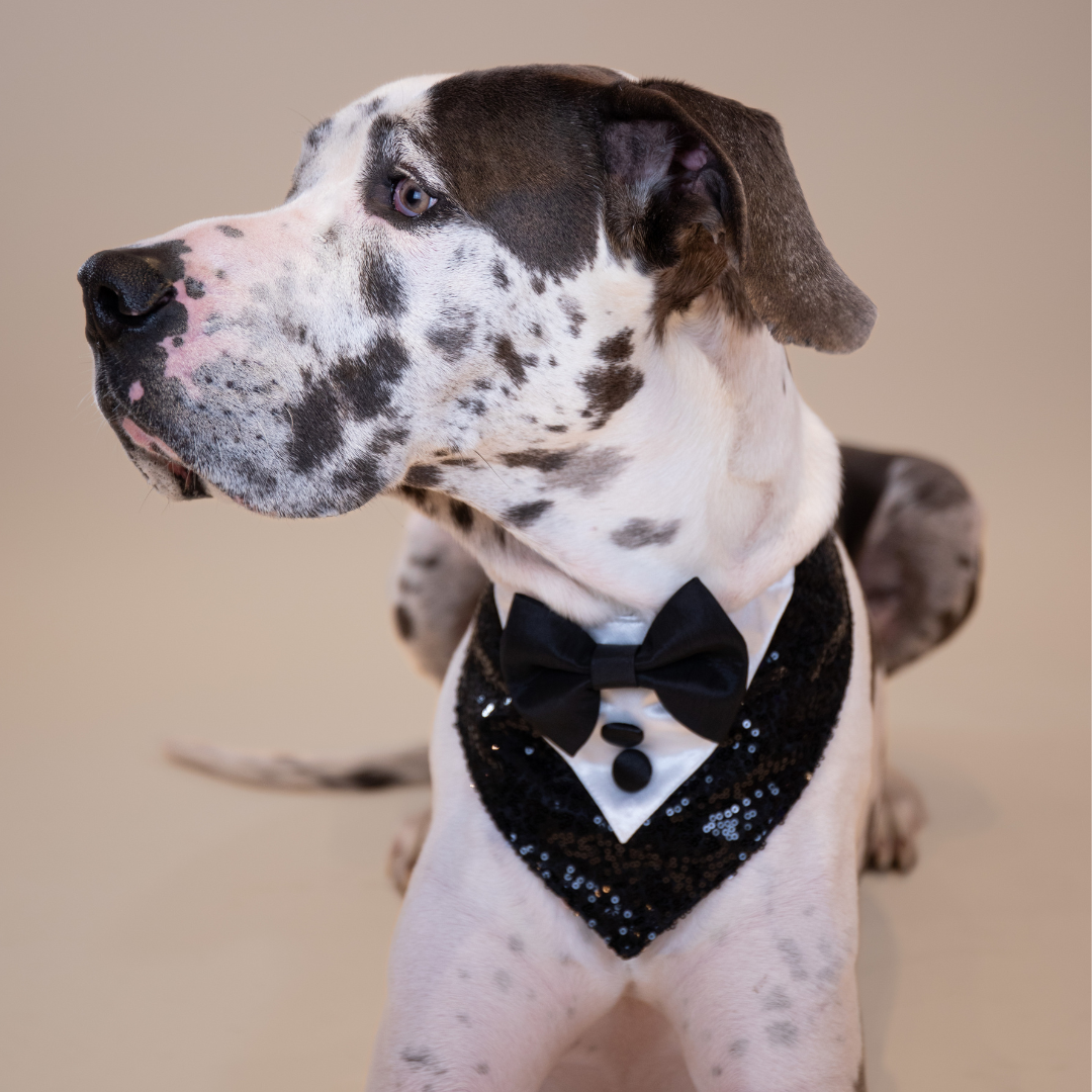 D'EGOT Tux Bandana