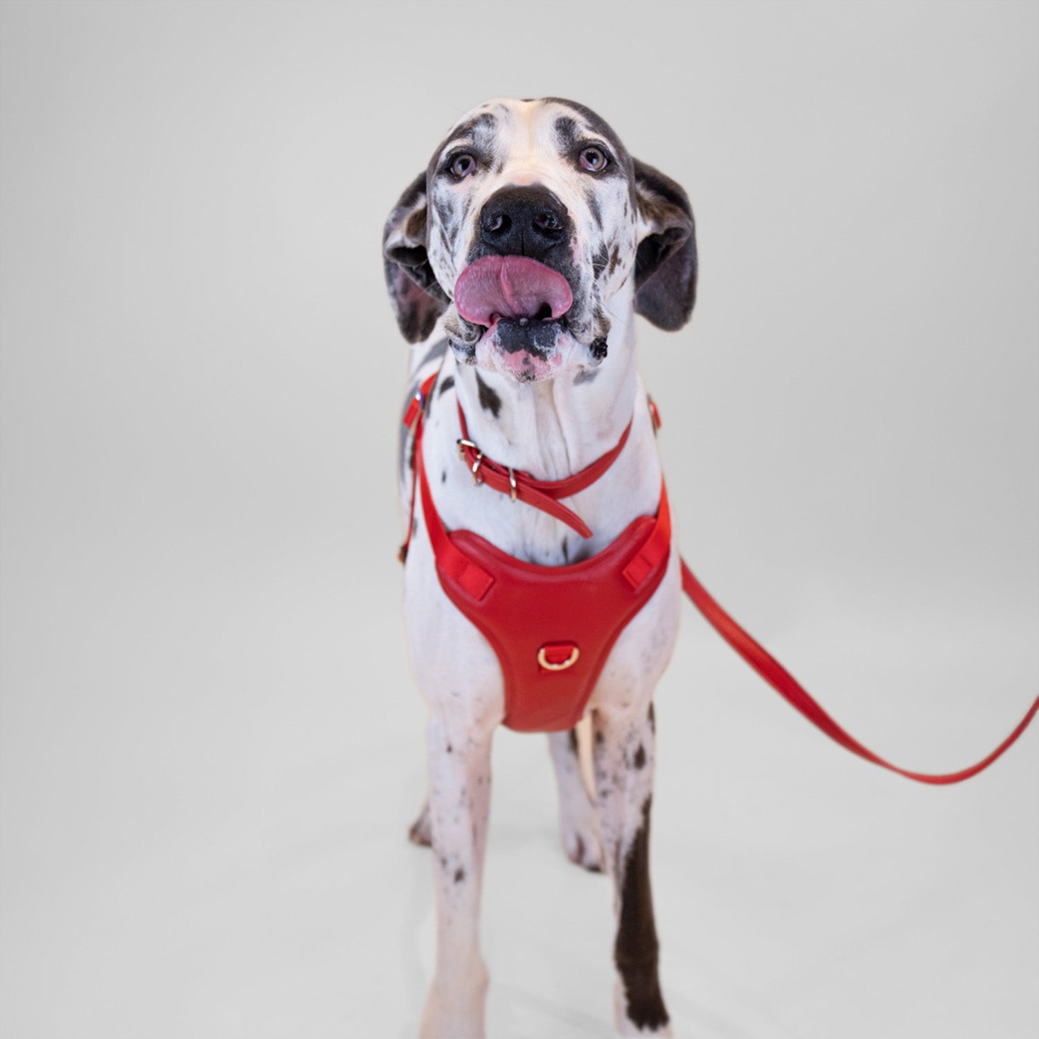 The Original Harness