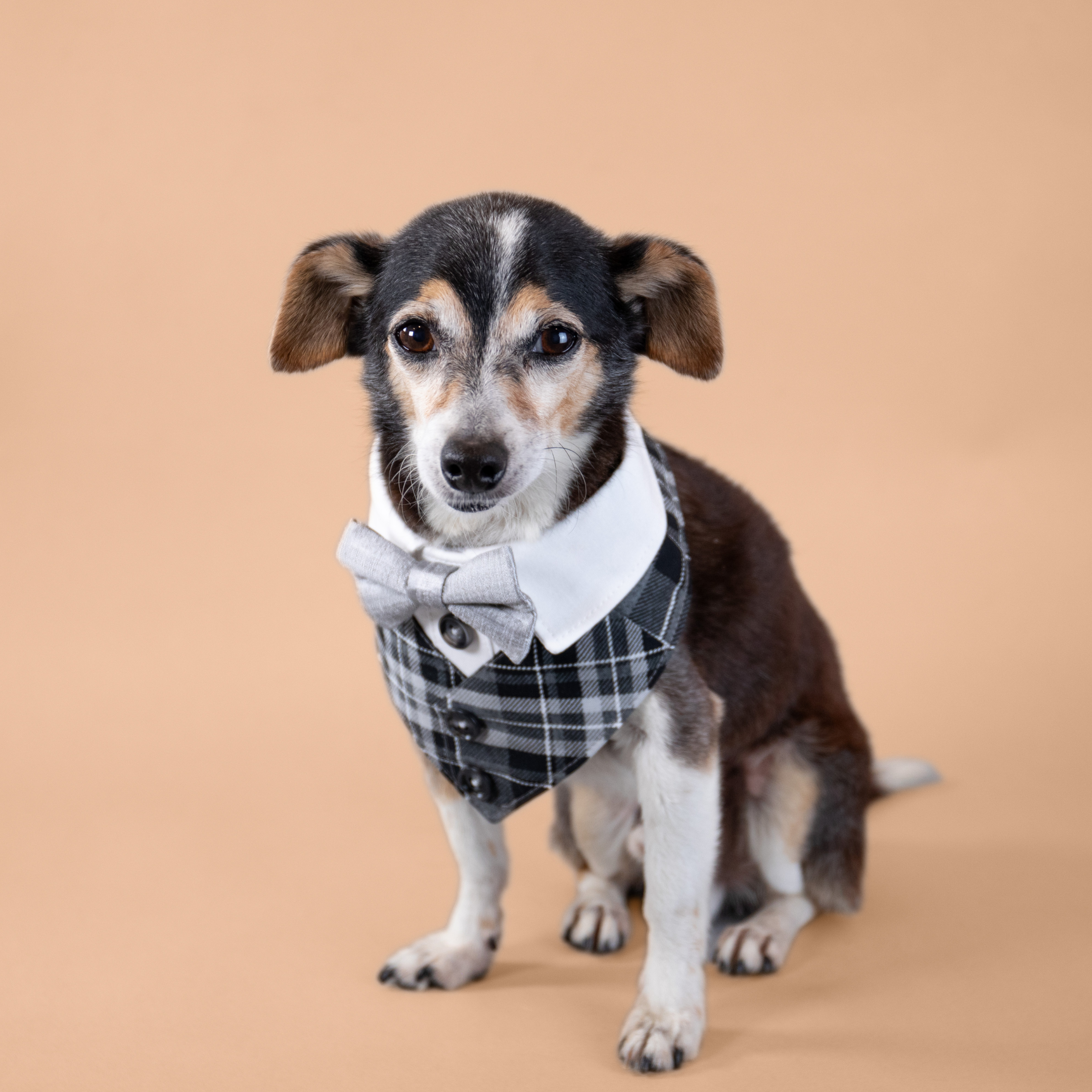 Silver Fox Tux Bandana
