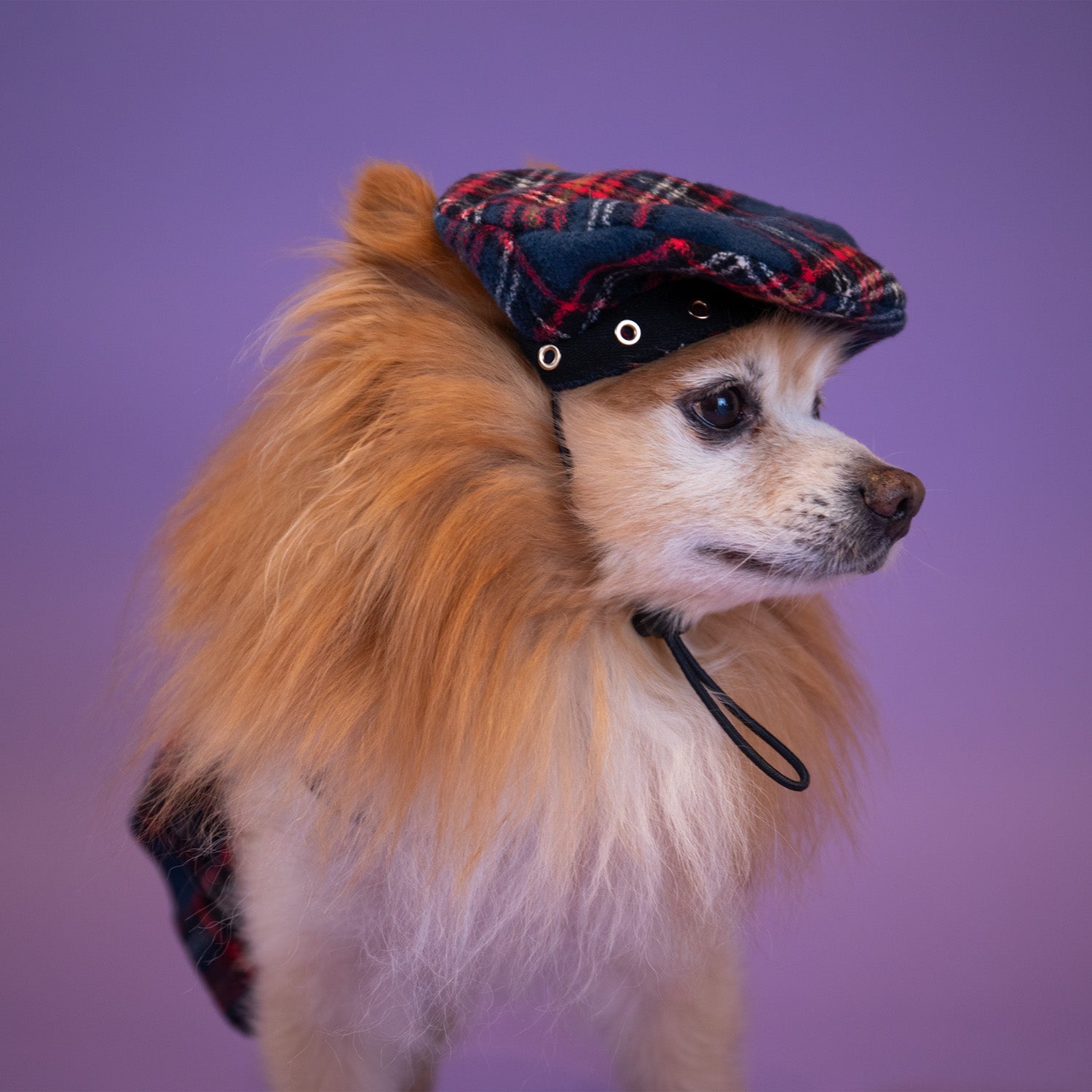 School of Pup Beret