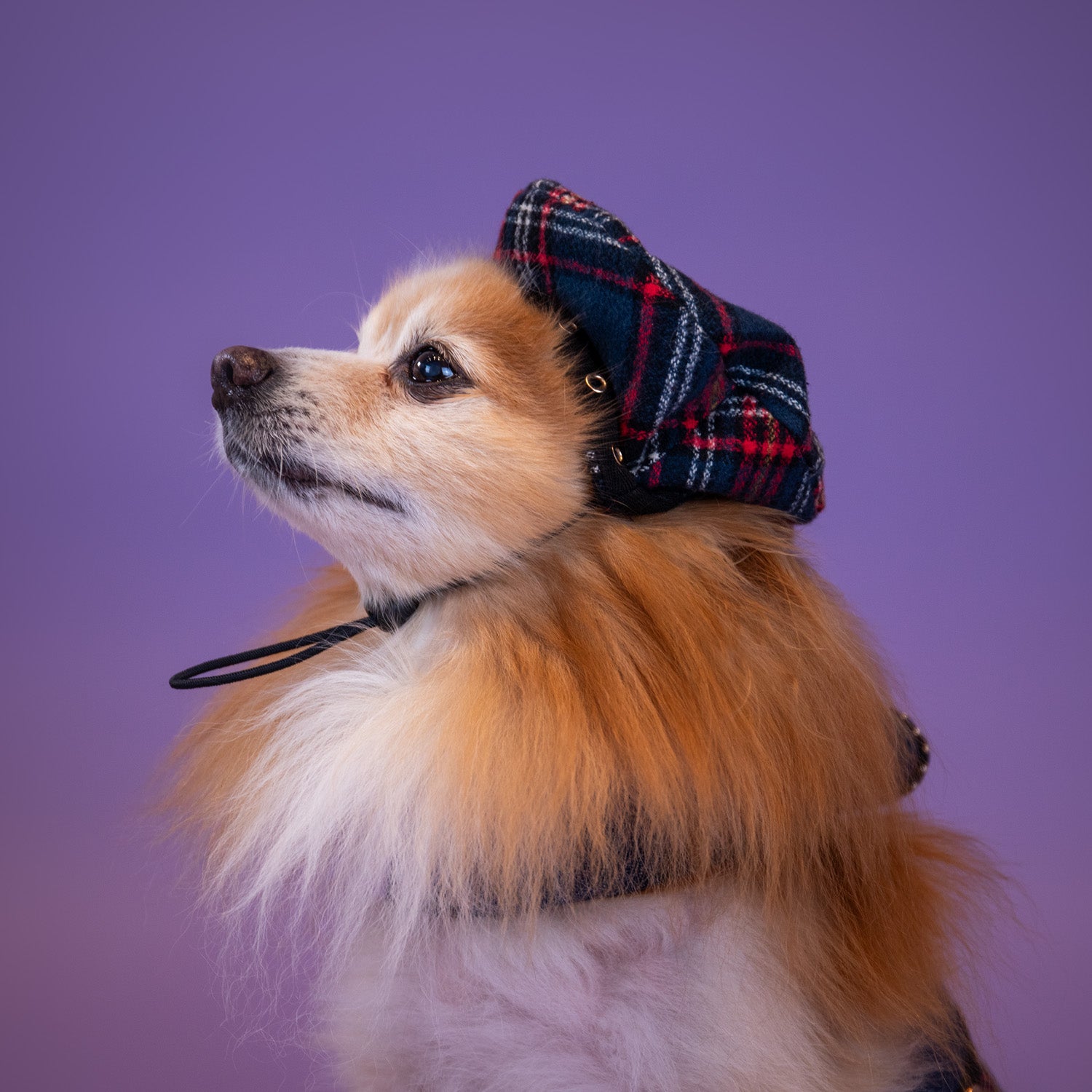 School of Pup Beret