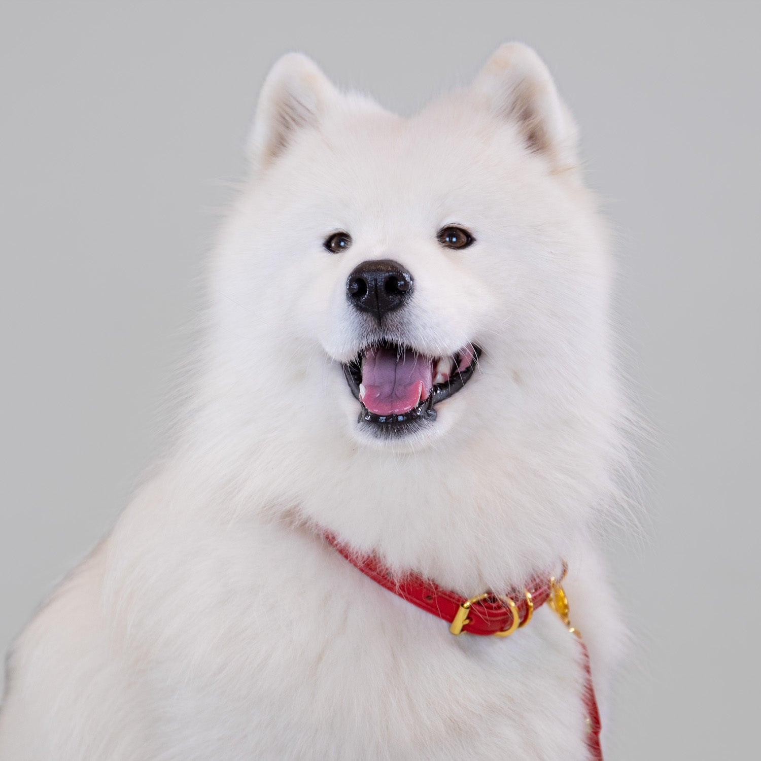 The Original Collar