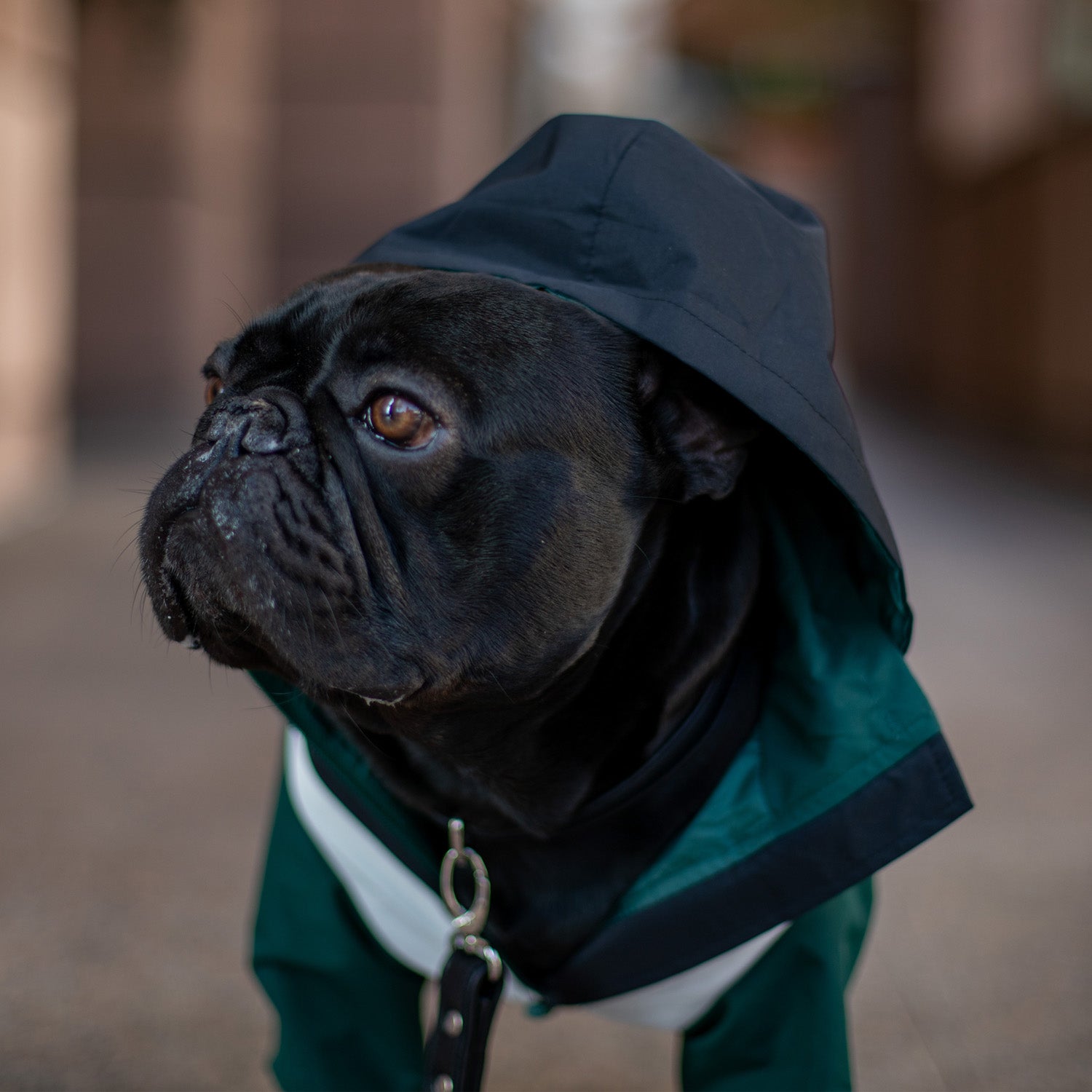 Domino Windbreaker