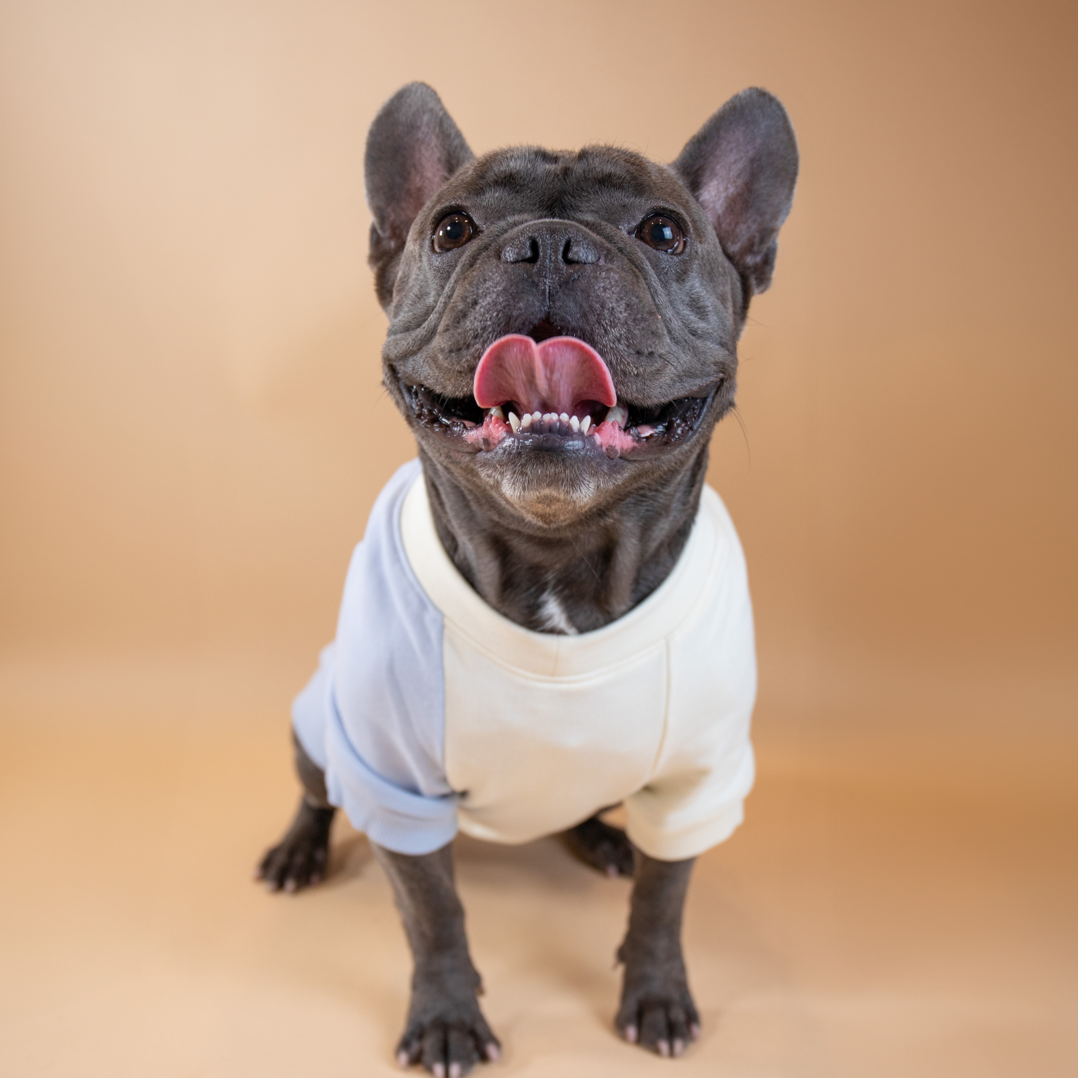 Tommy Hilfiger Color-Block Crew