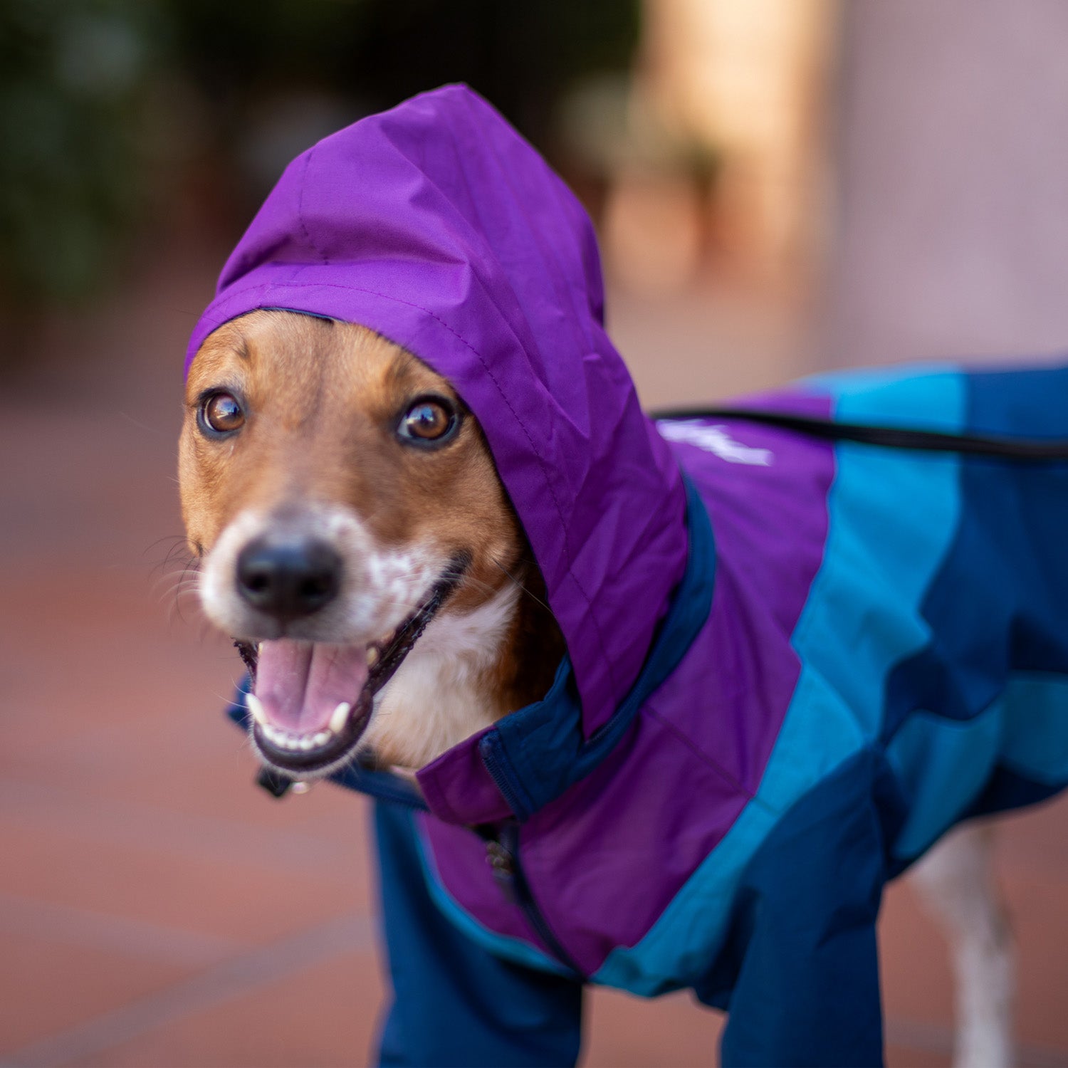 Domino Windbreaker