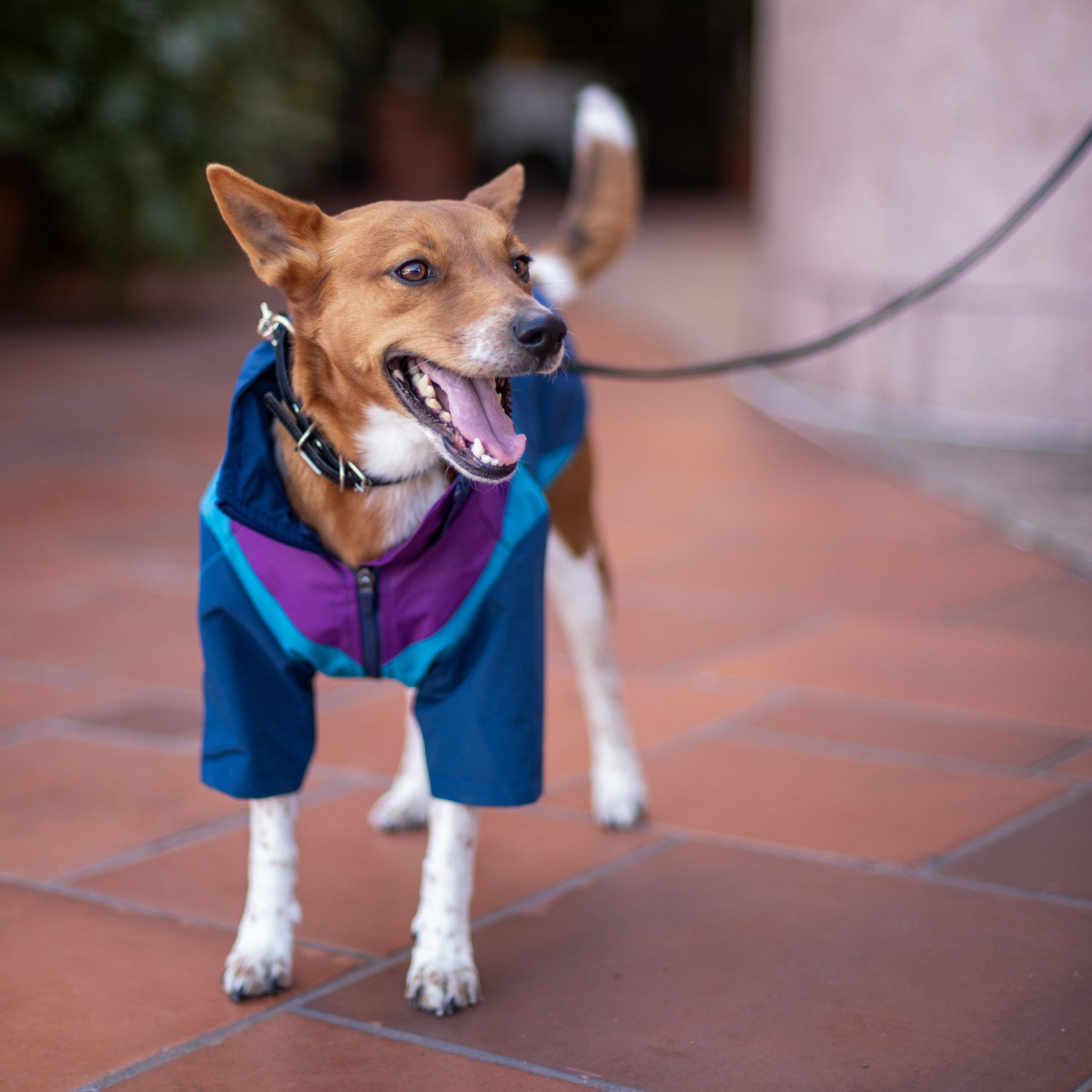 Domino Windbreaker