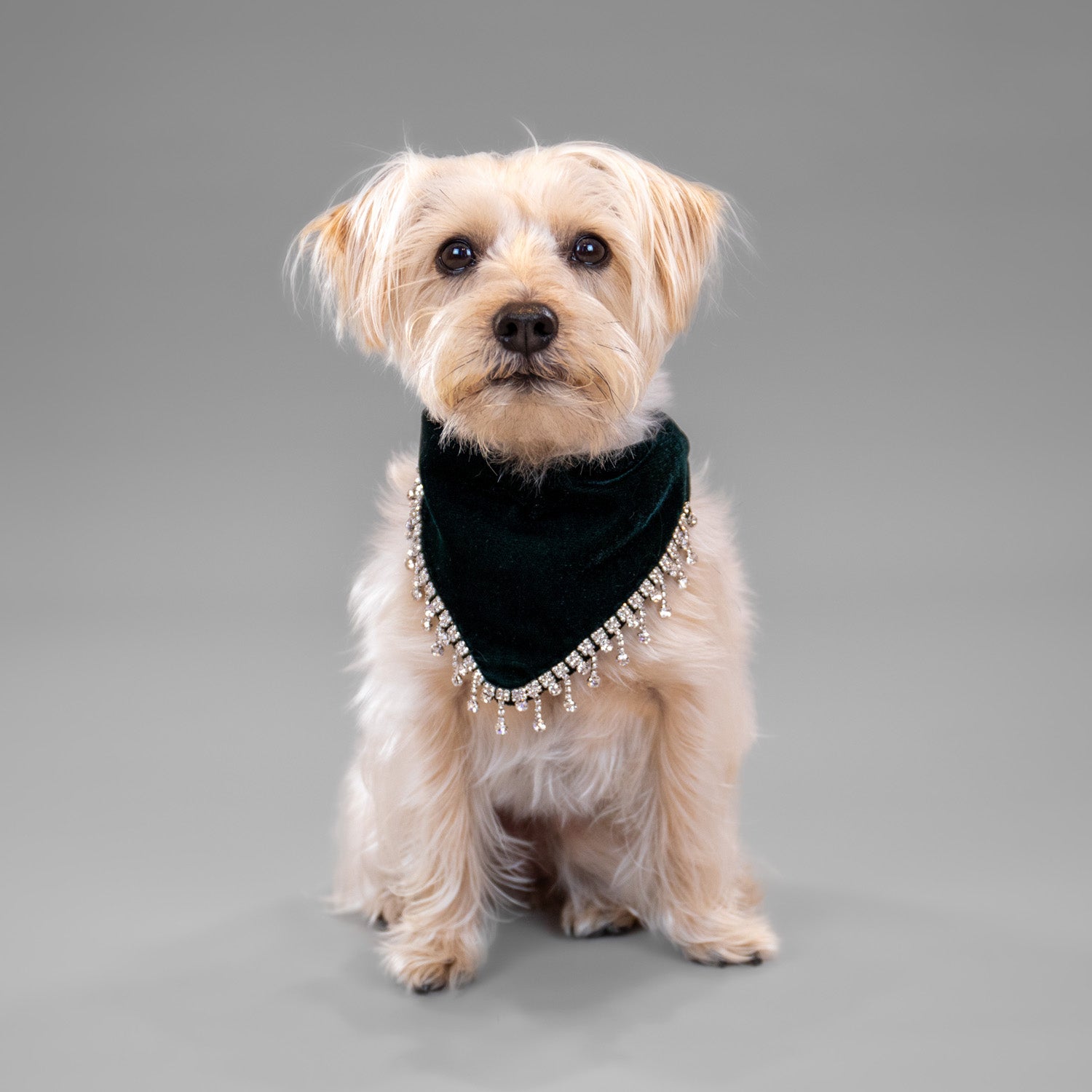 Glistening Velvet Bandanas