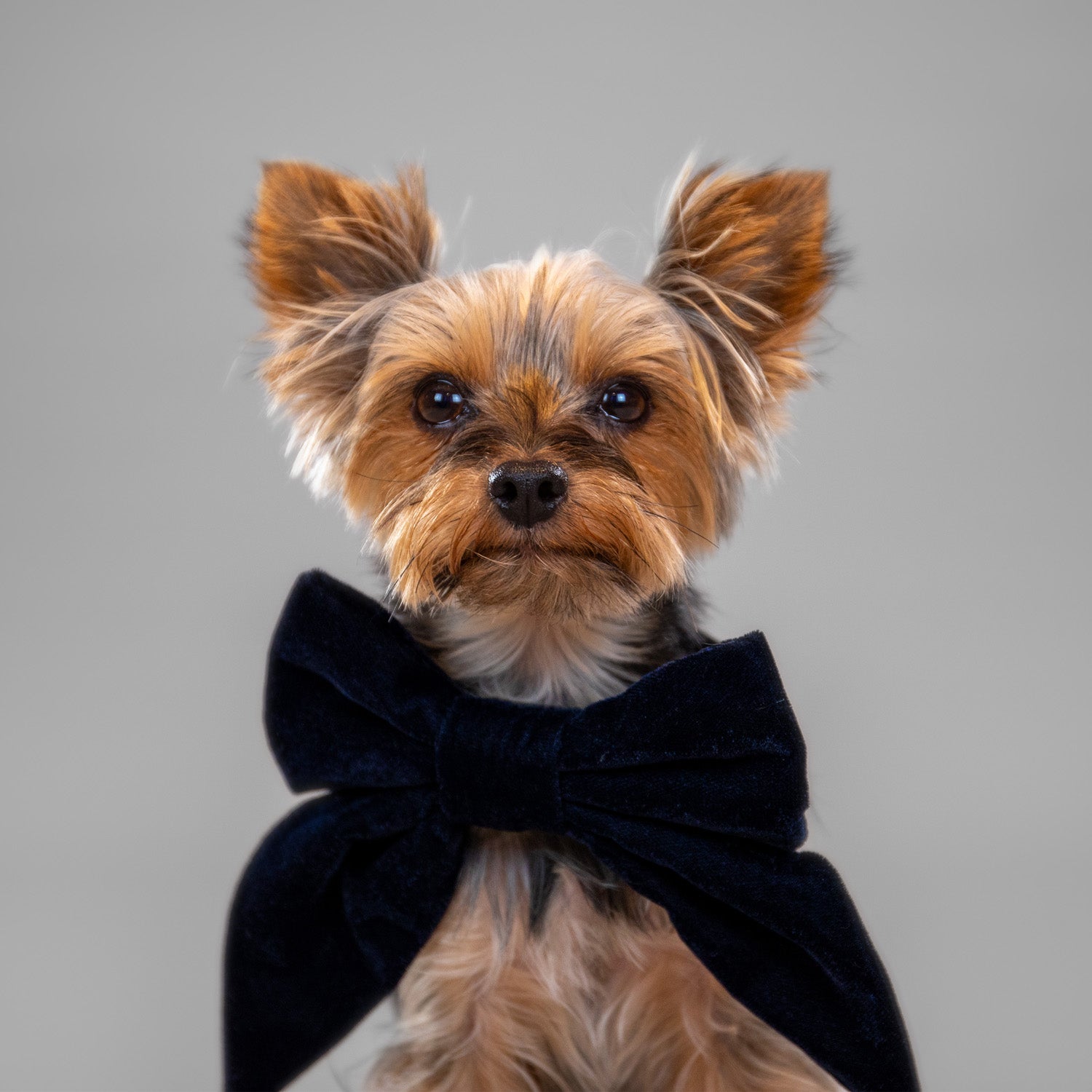 Glistening Velvet Bow