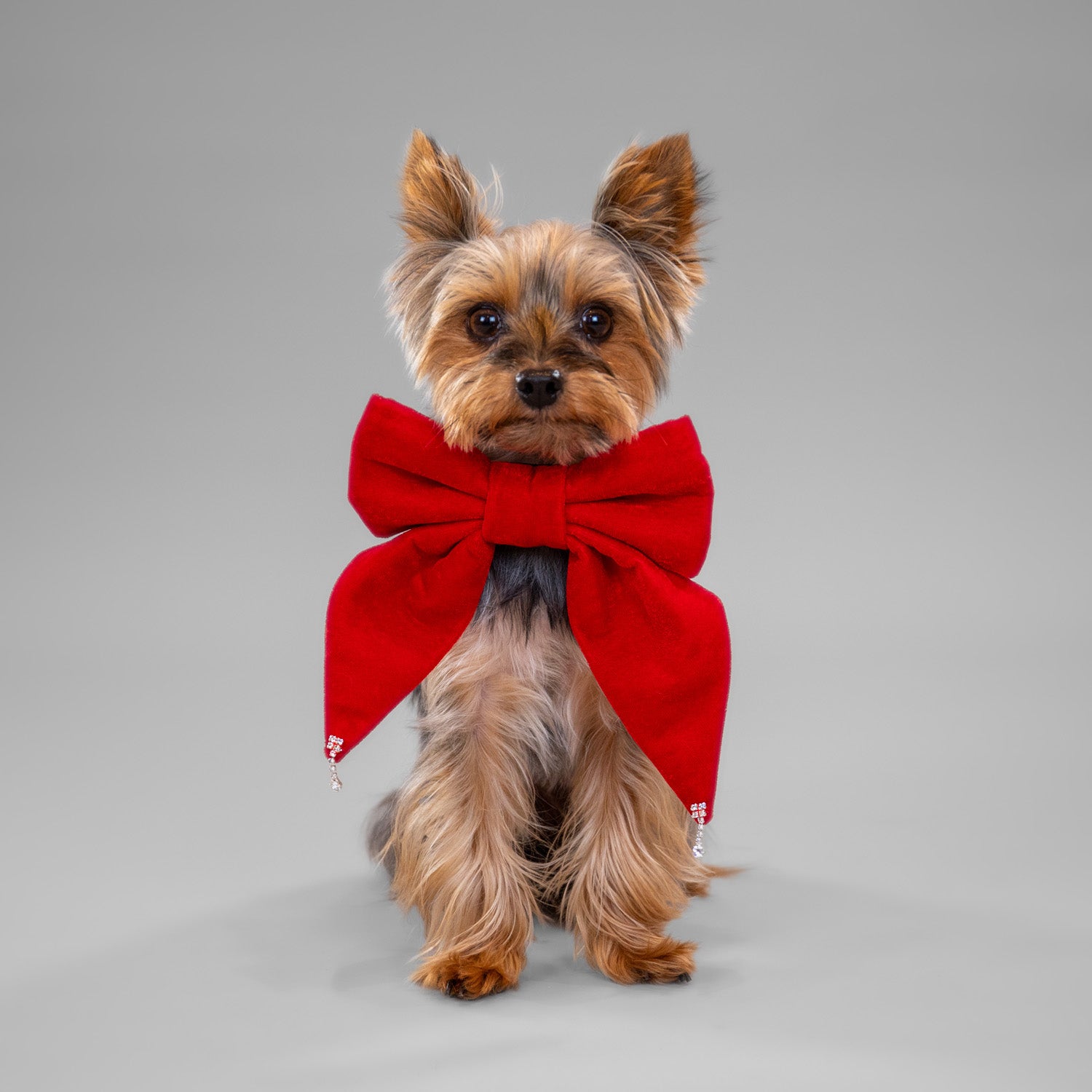 Glistening Velvet Bow