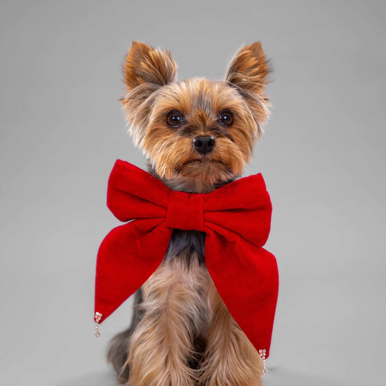 Glistening Velvet Bow