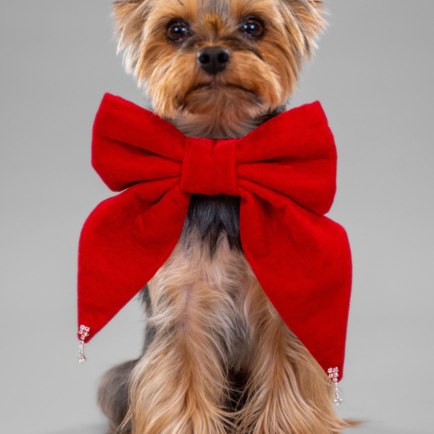 Glistening Velvet Bow