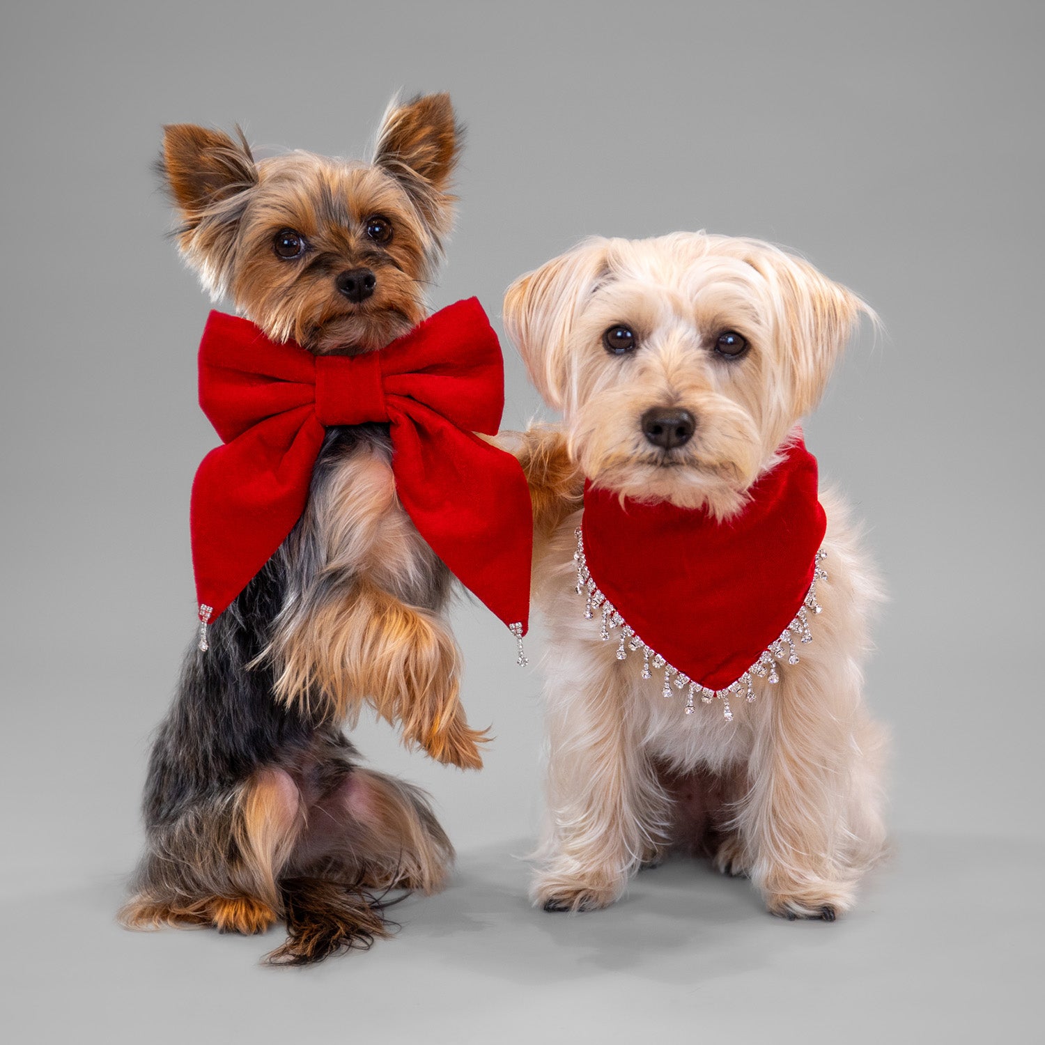 Glistening Velvet Bow