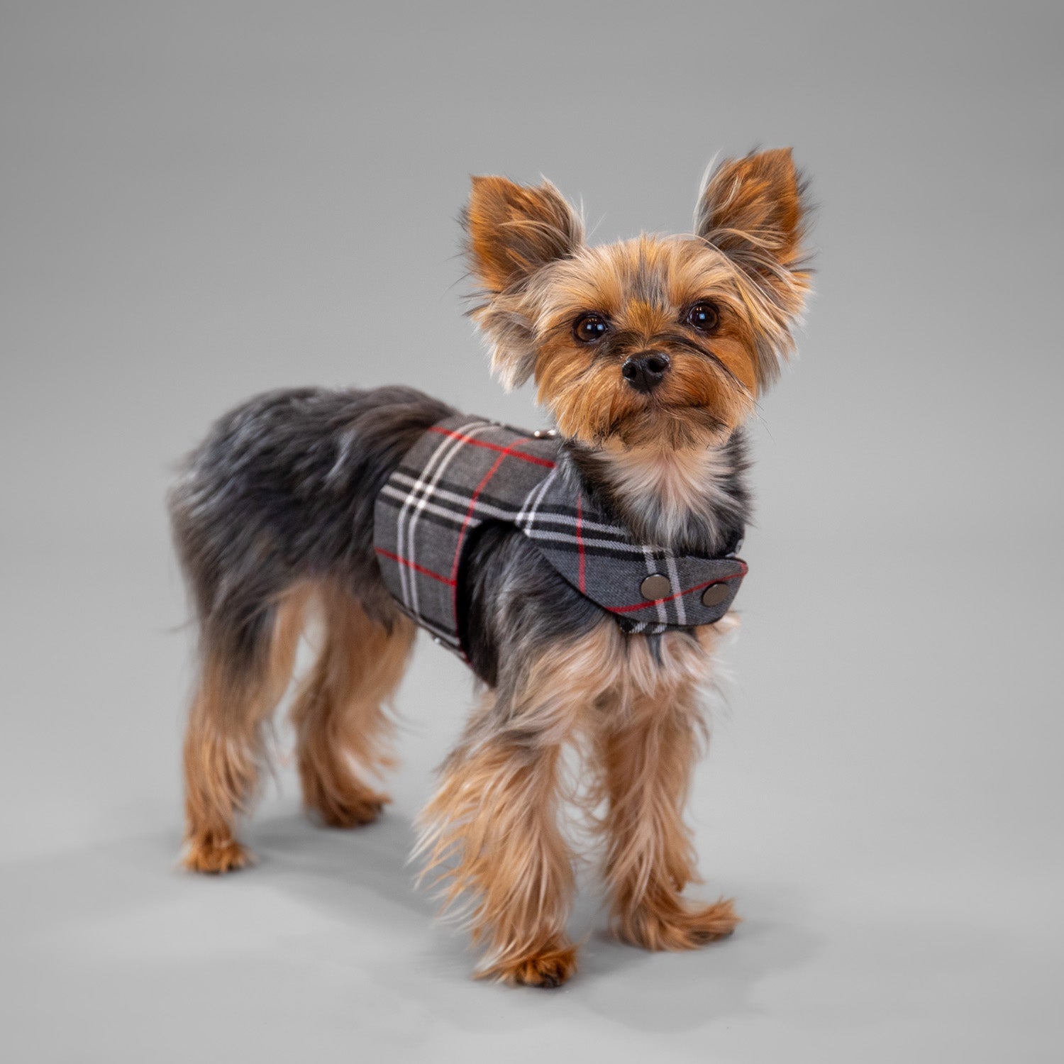 The Rockefeller Harness