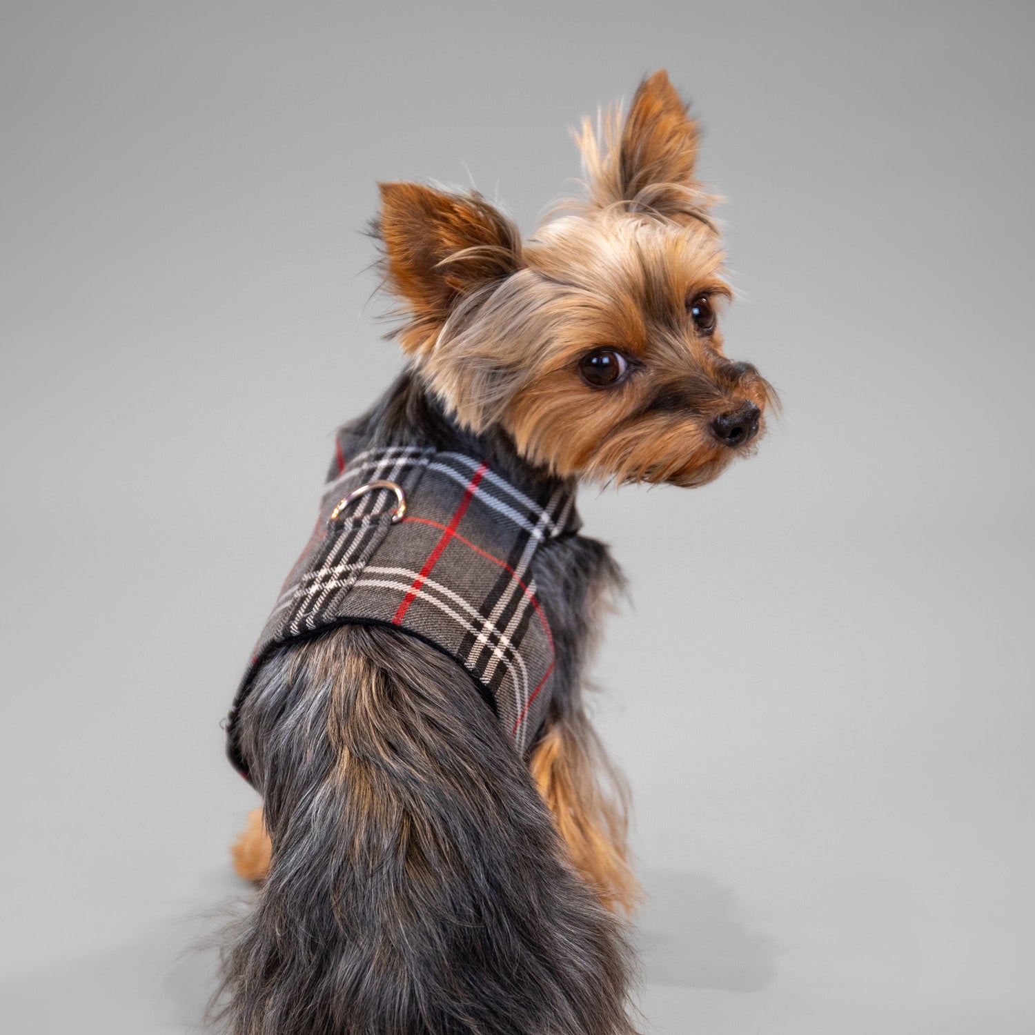 The Rockefeller Harness