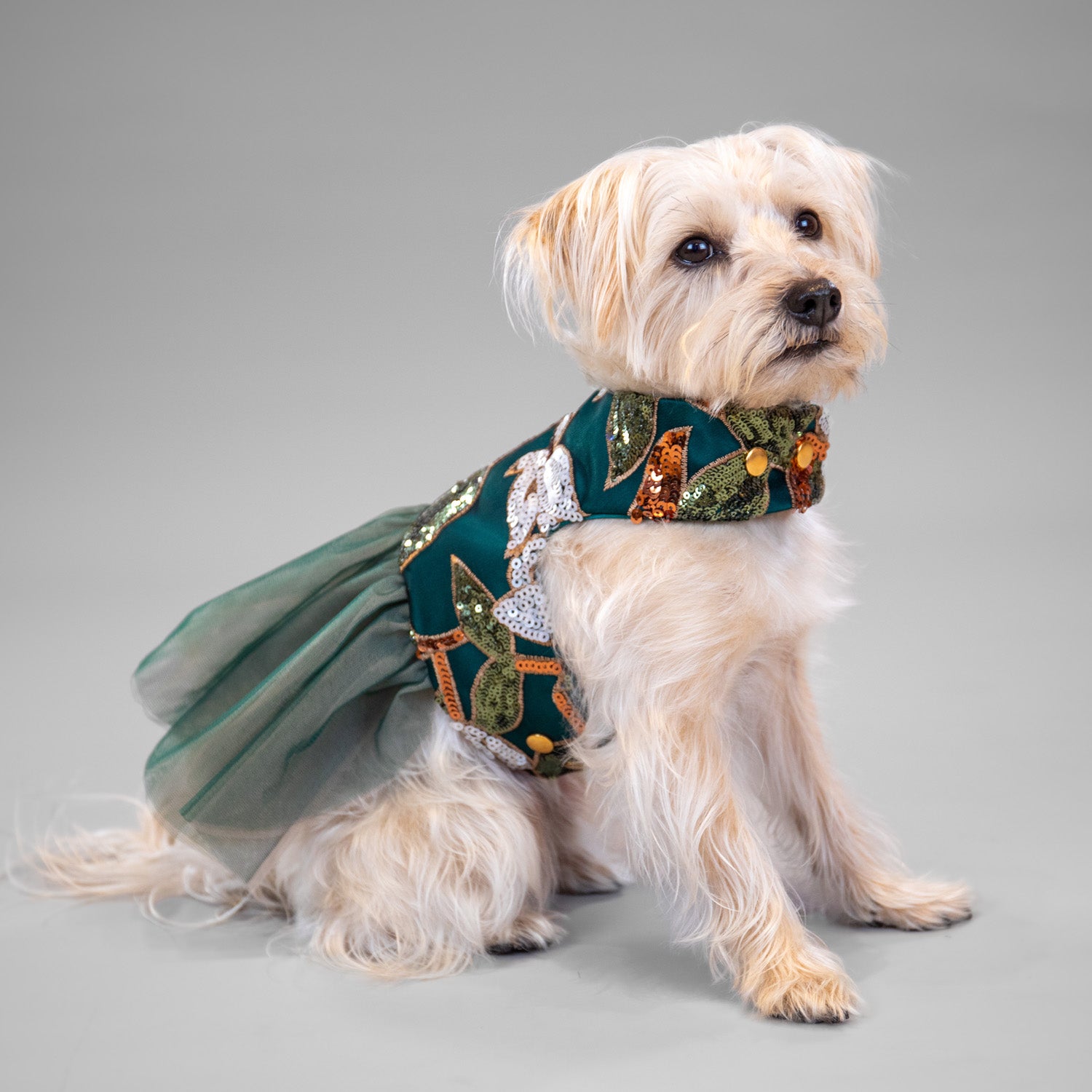 Pixie Poinsettia Dress