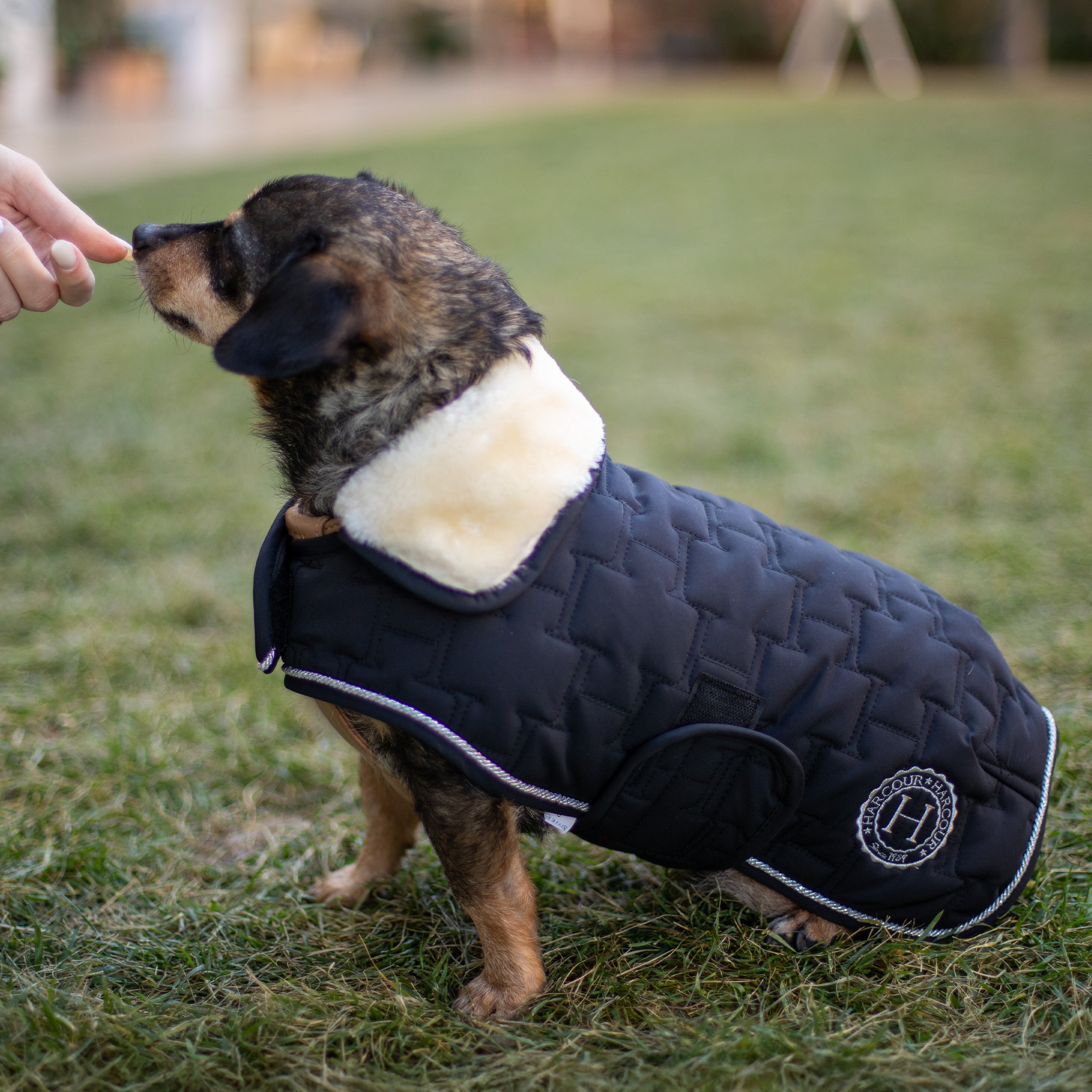 Bernie Dog Saddle Coat