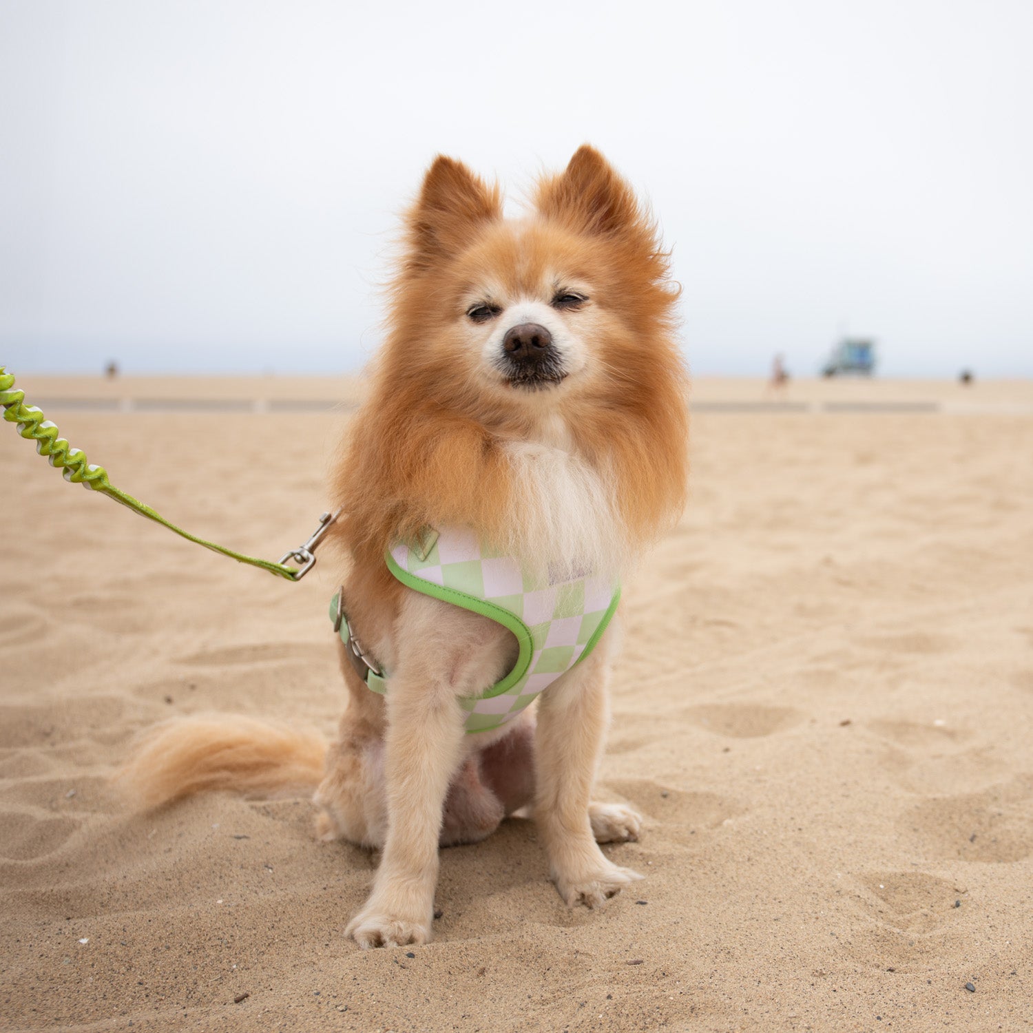 Florence Crossbody Leash