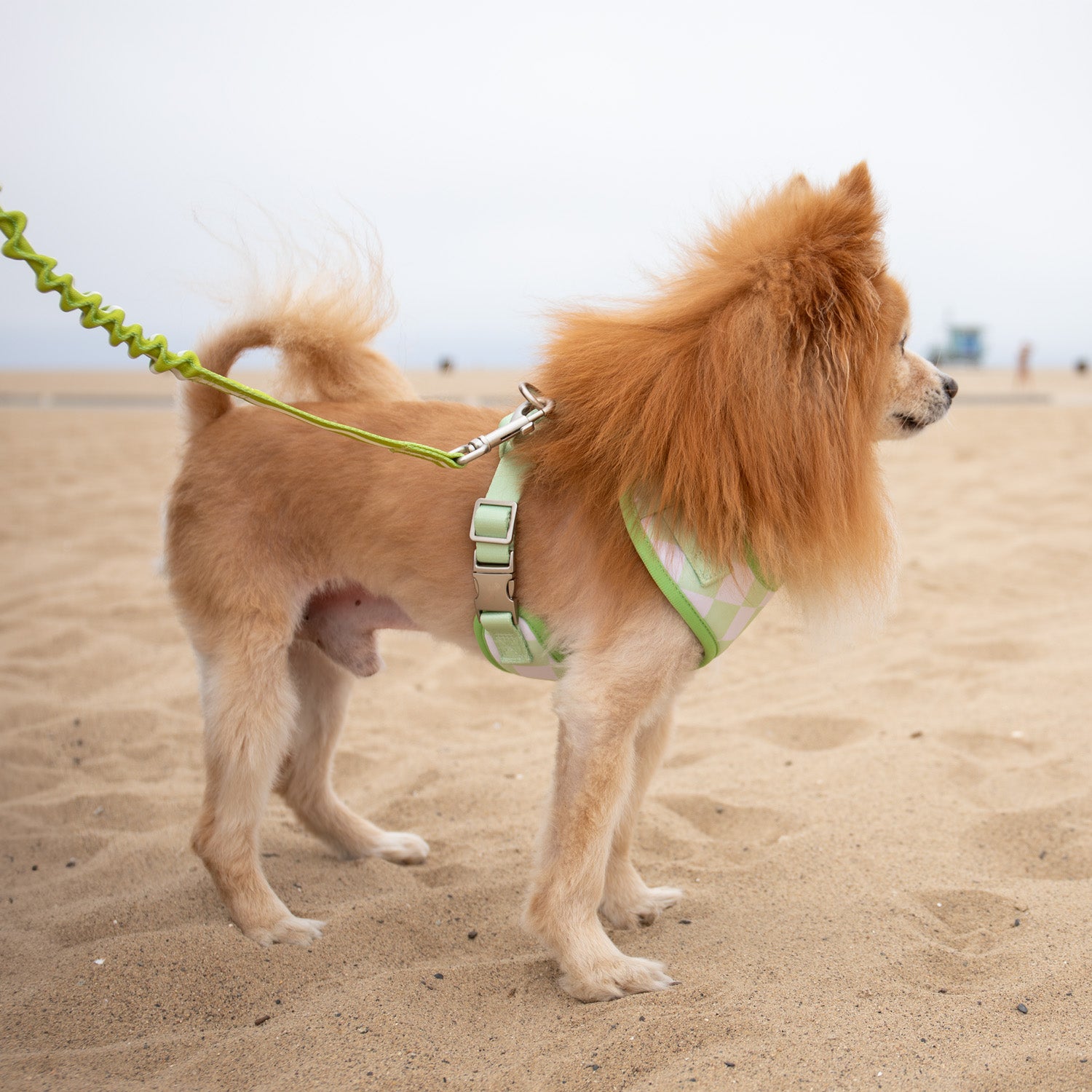 Florence Crossbody Leash