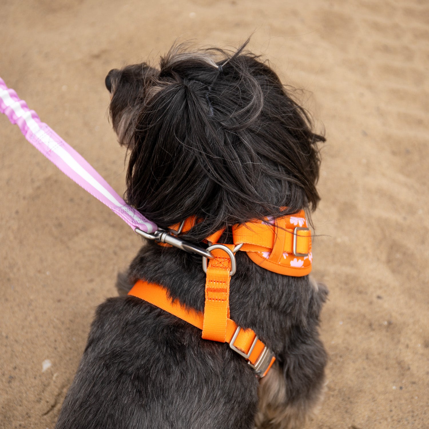 Florence Crossbody Leash