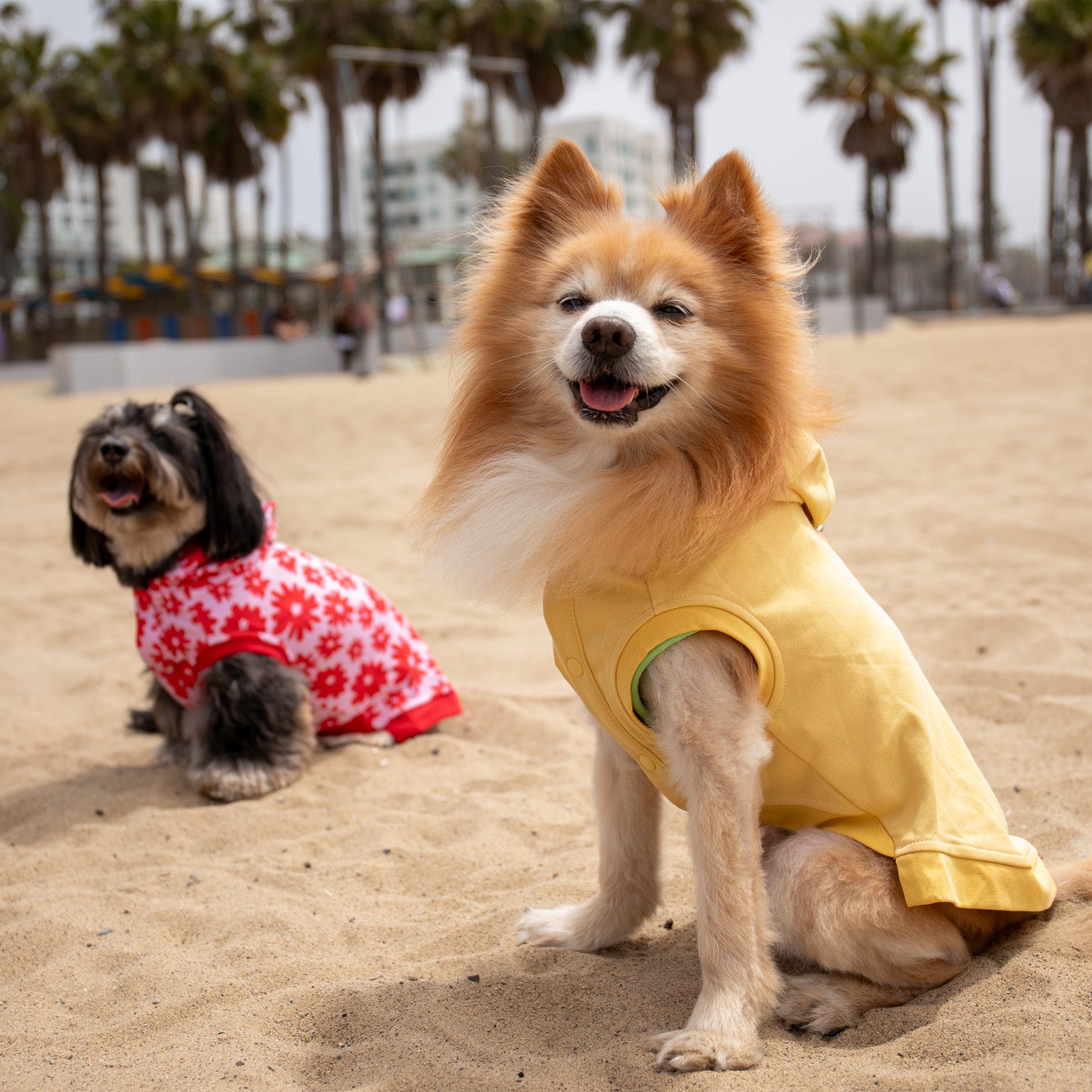 Florence Button-up Hoodie