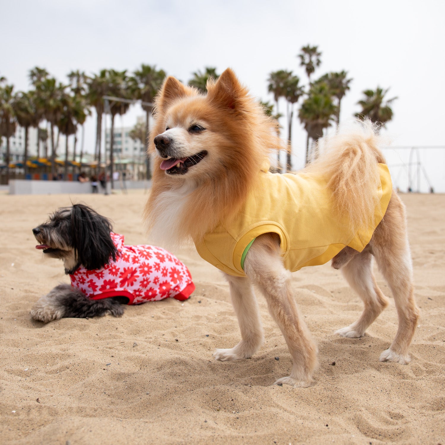 Florence Button-up Hoodie