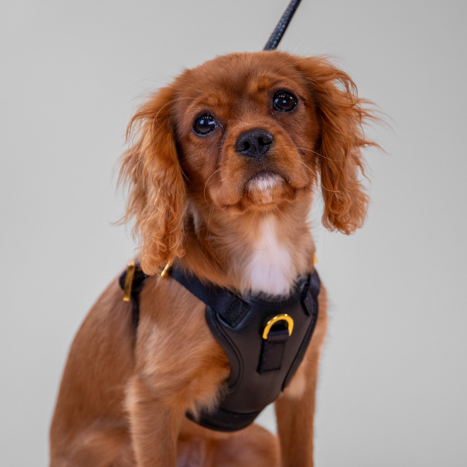 The Original Harness