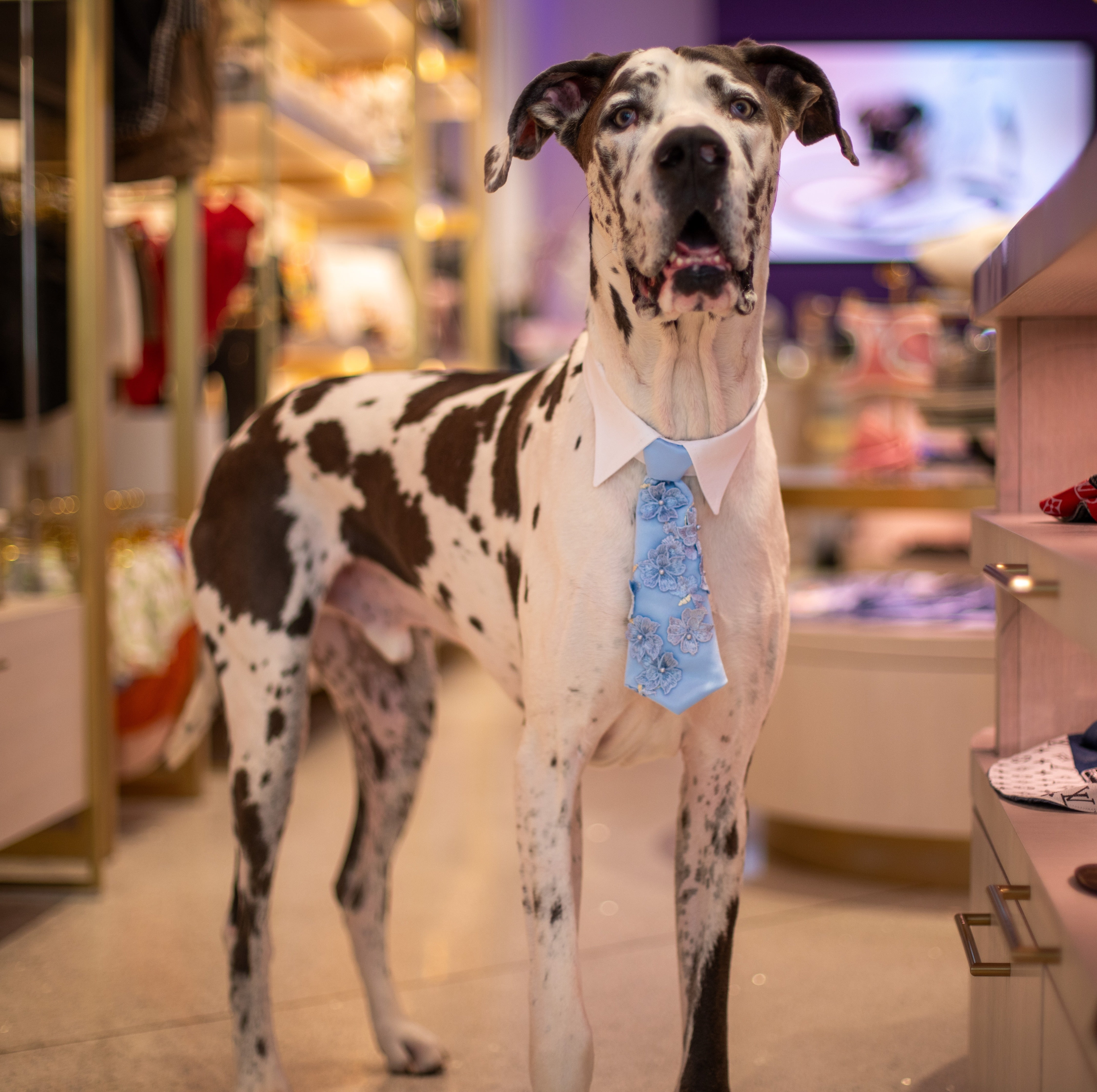 Dog wearing a blue tie in a store setting