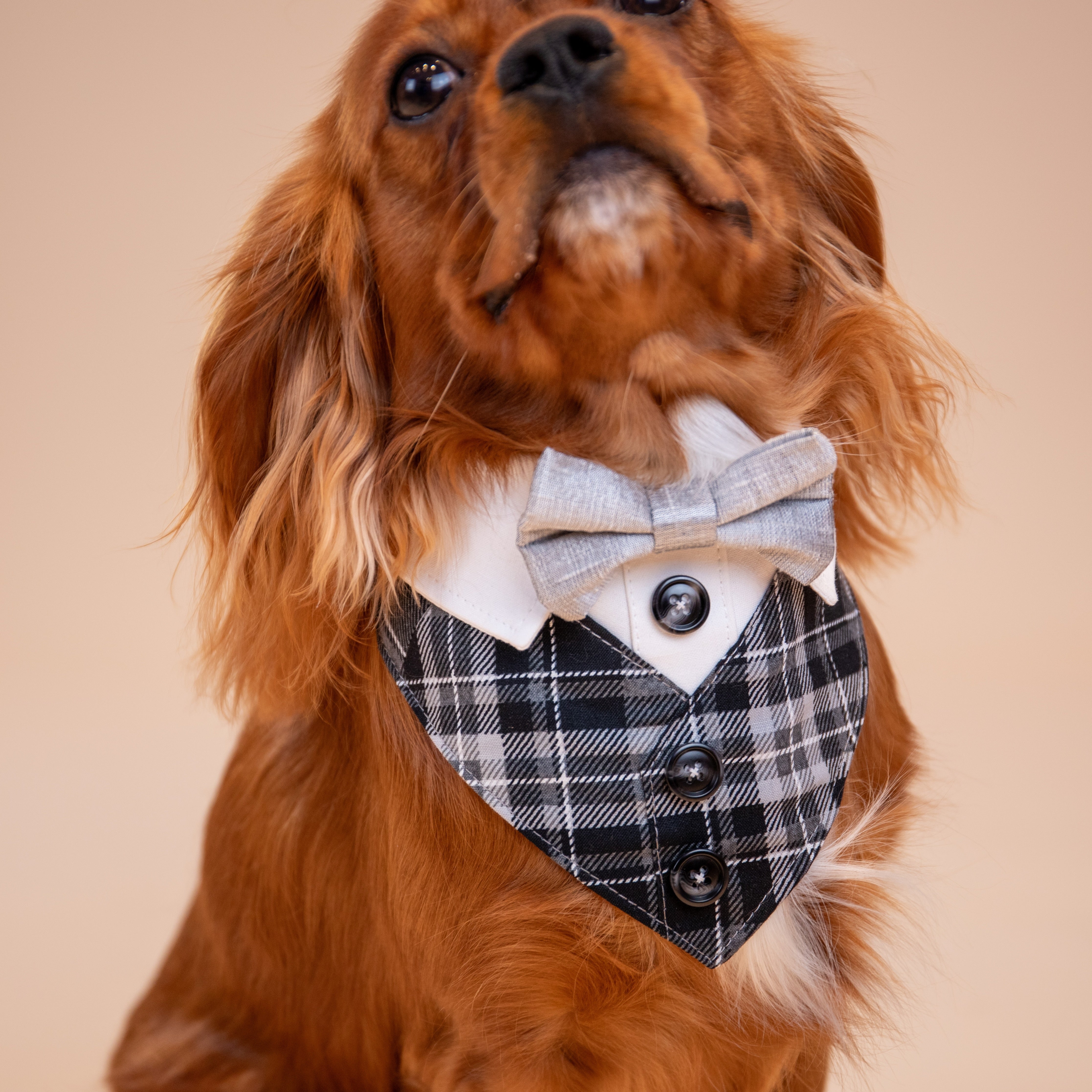 Silver Fox Tux Bandana