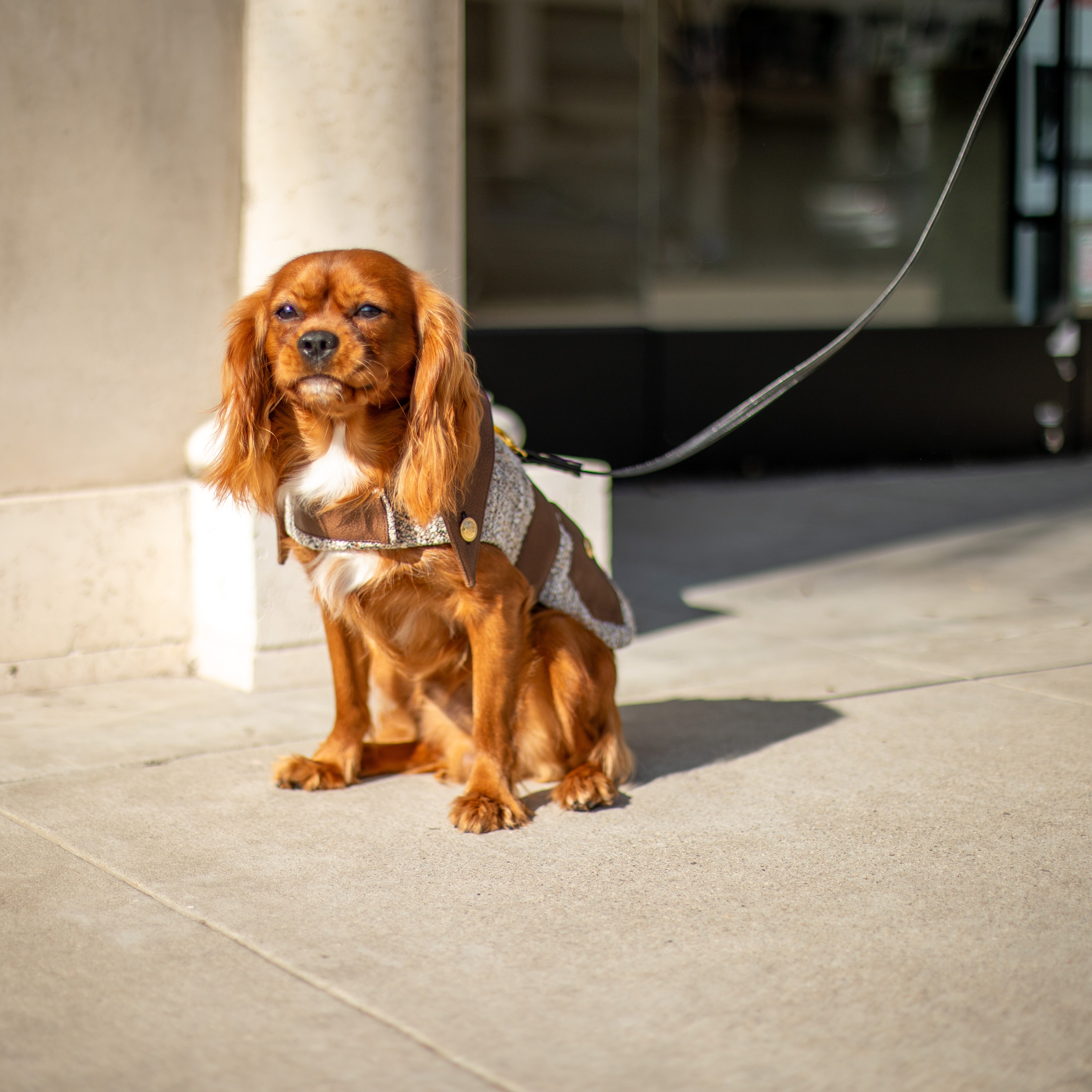 The Lucien Saddle Jacket