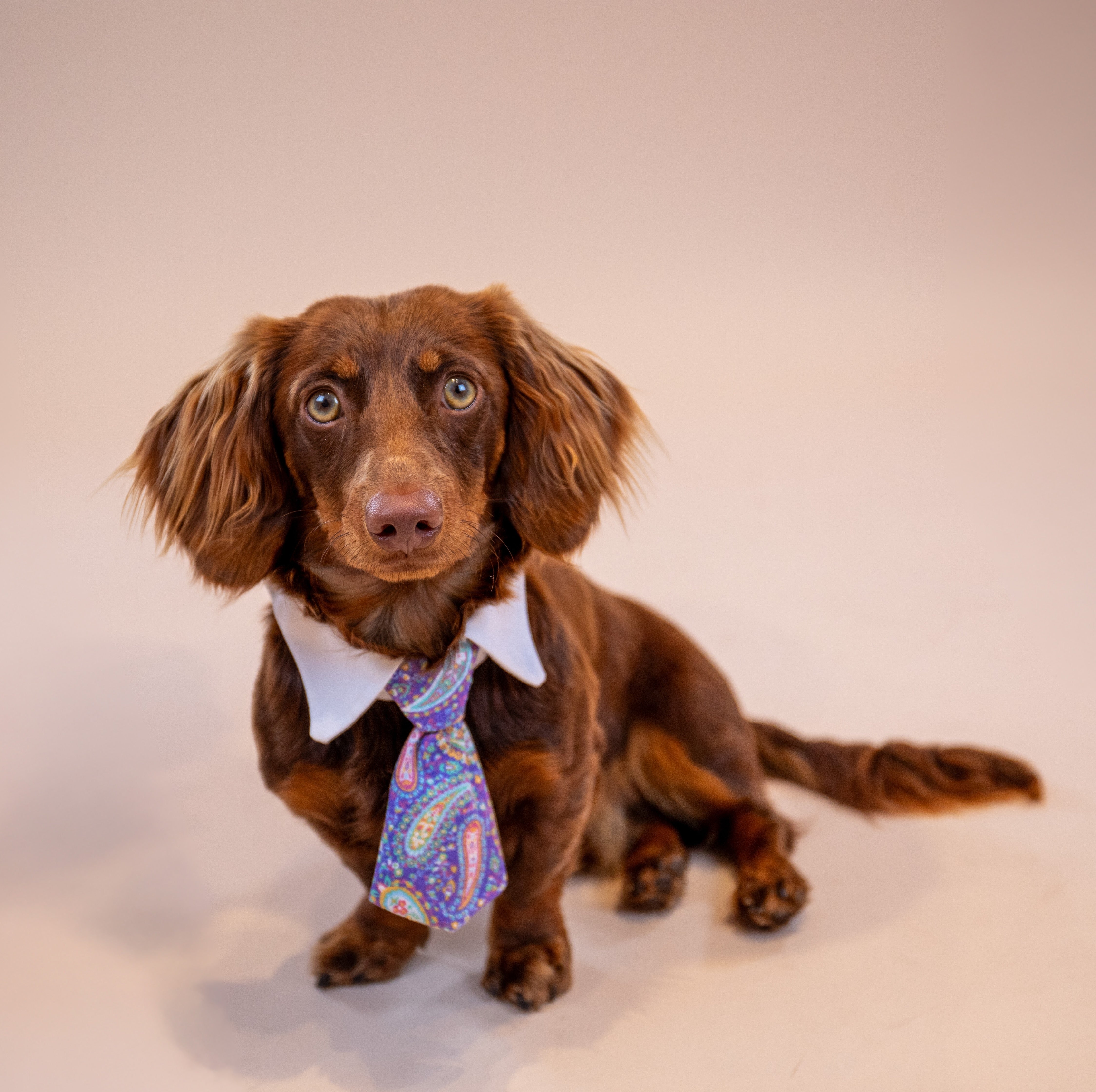 Paisley Tie