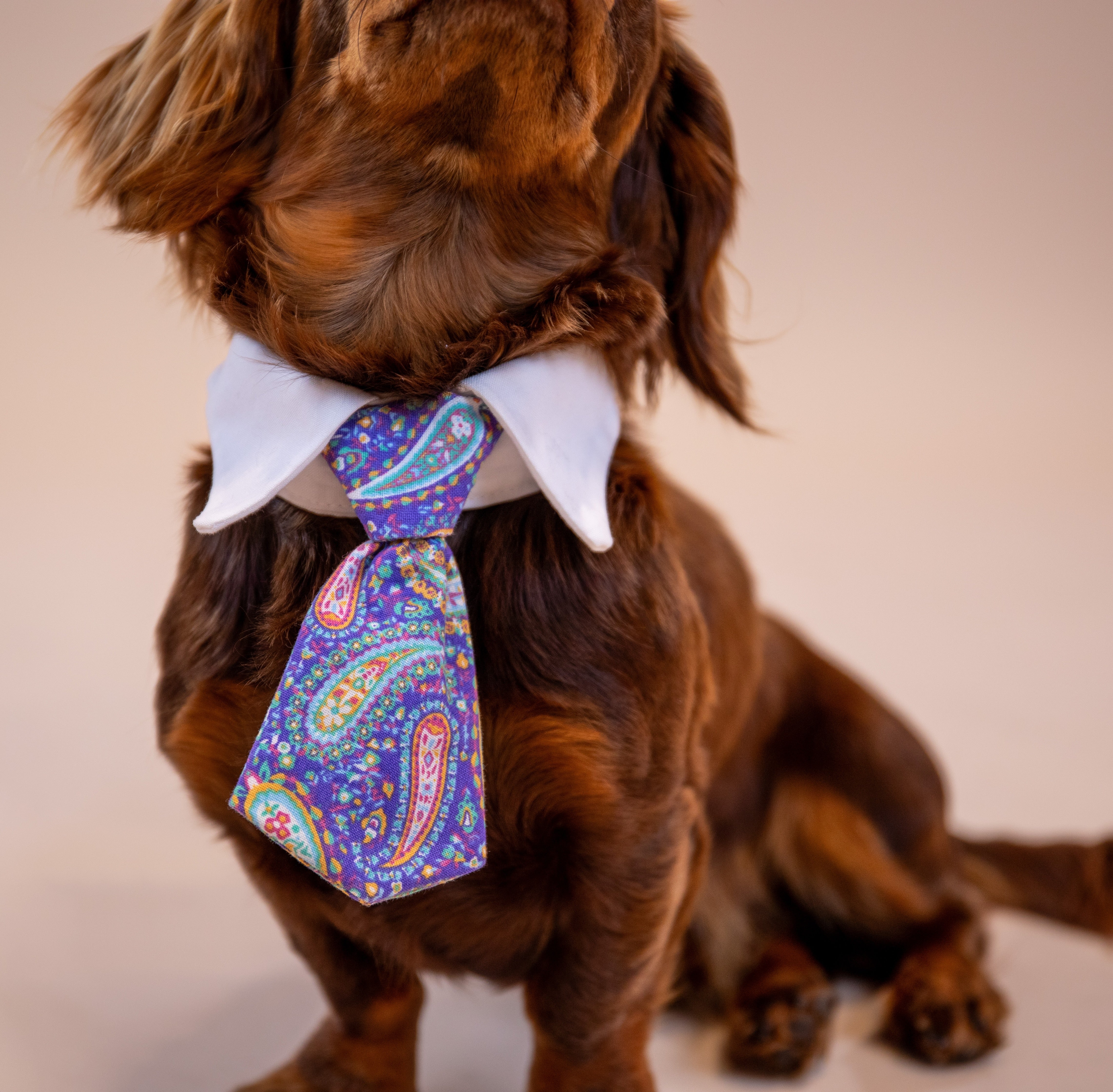 Paisley Tie