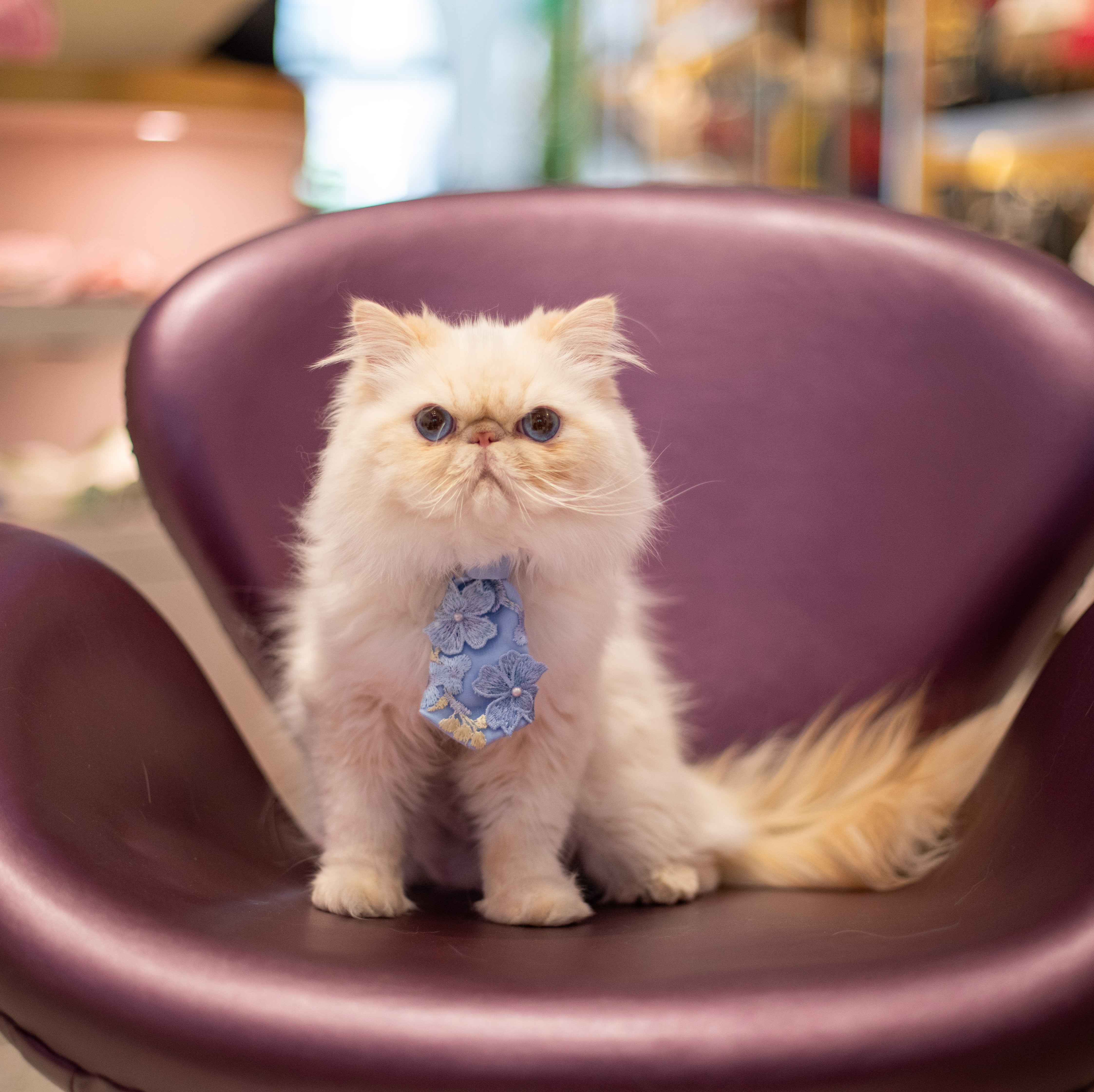 White cat with a blue tie sitting on a purple chair.