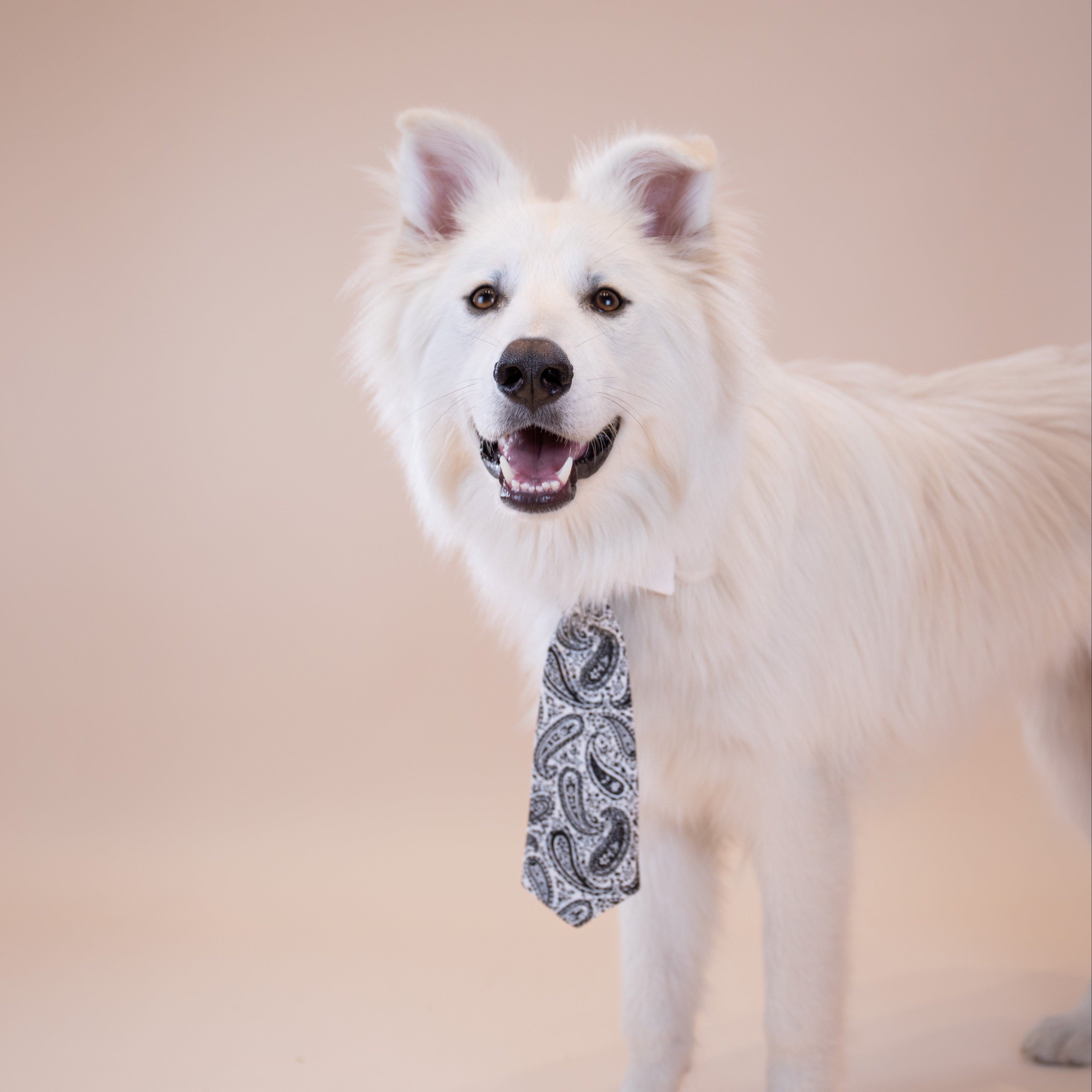Paisley Tie