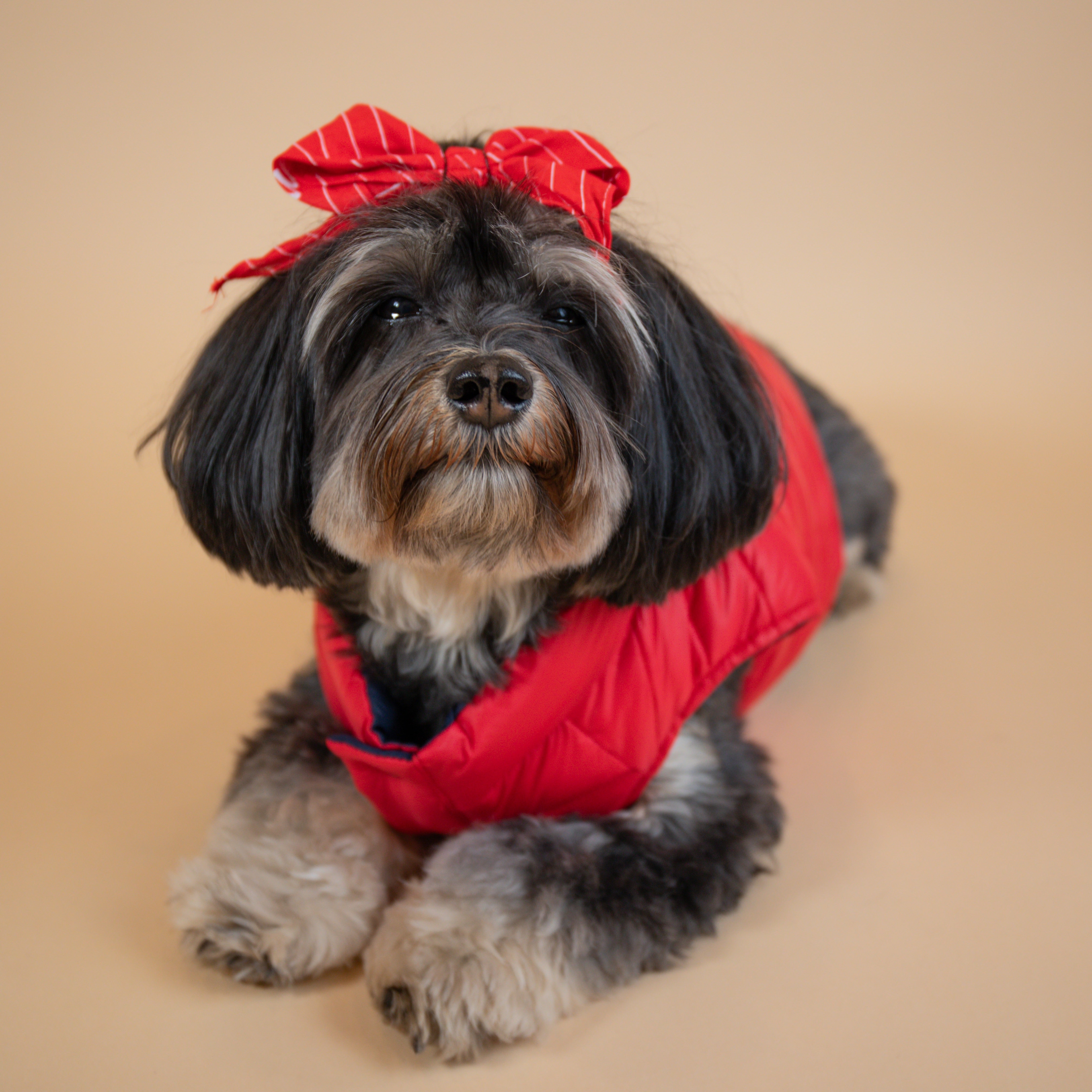 Ralph Lauren Puffer Dog Jacket - Main Image